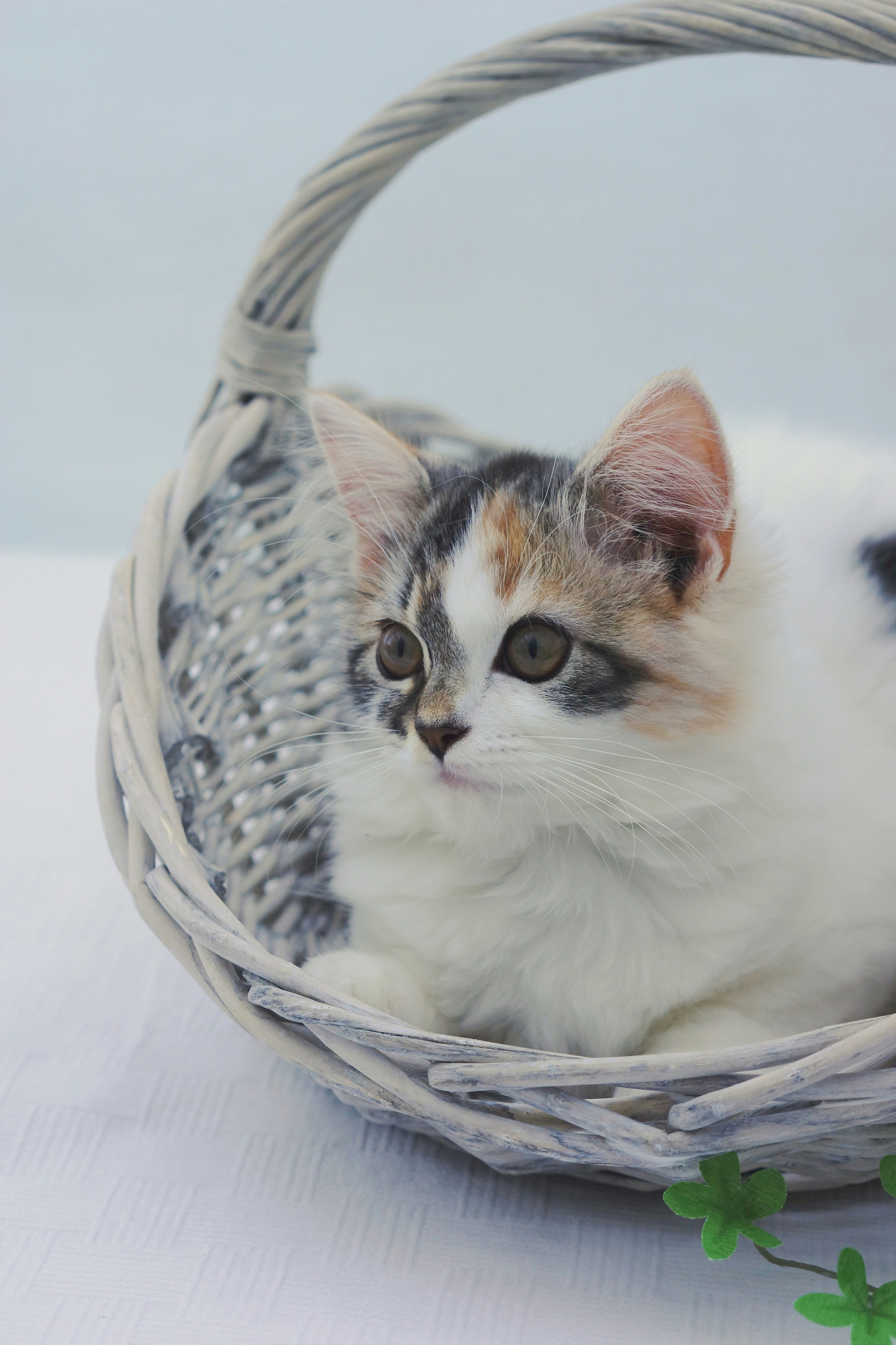 calico cat looking from inside a basket
