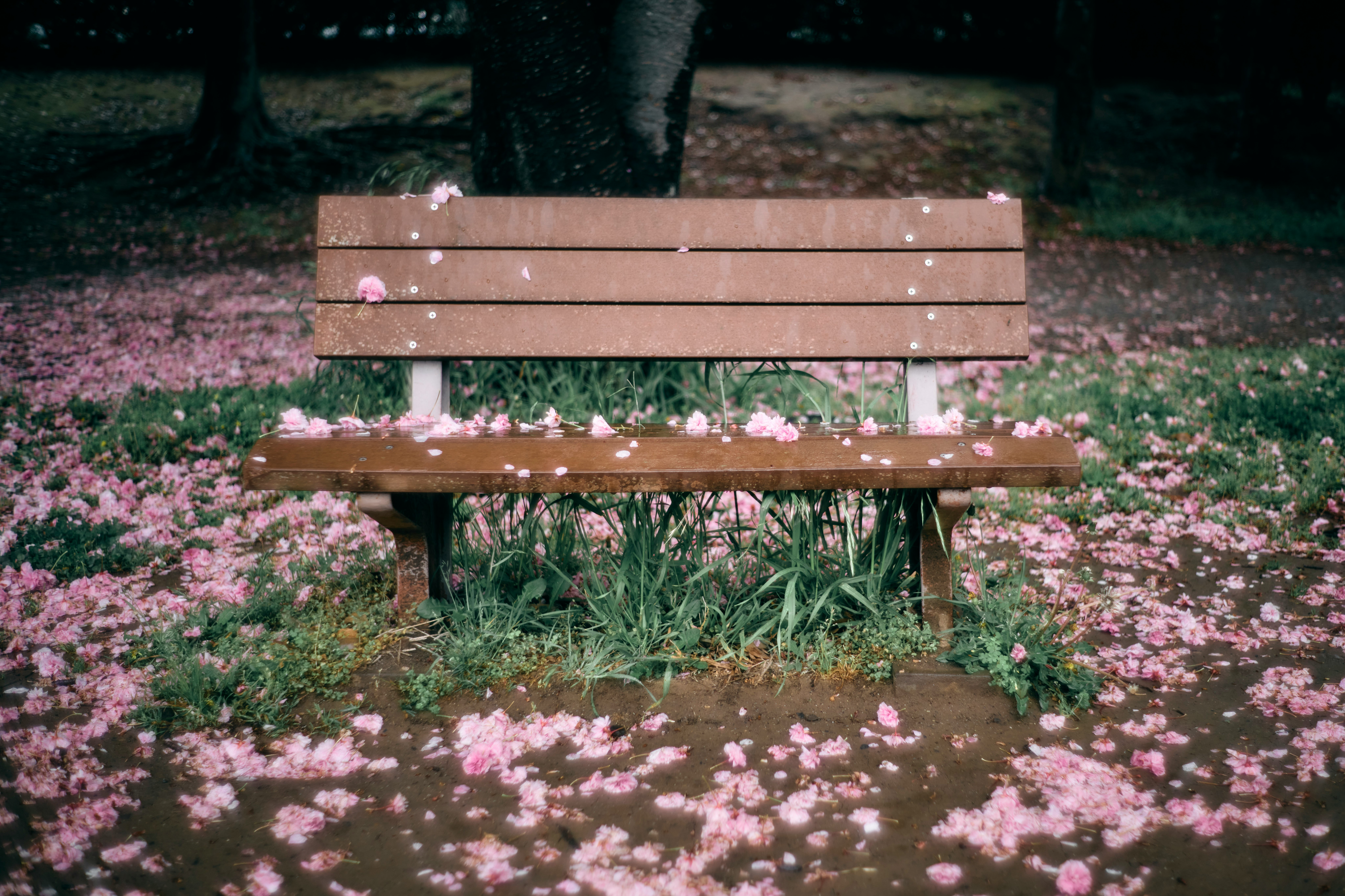花びらの散るベンチとピンクの花壇のある公園の小道
