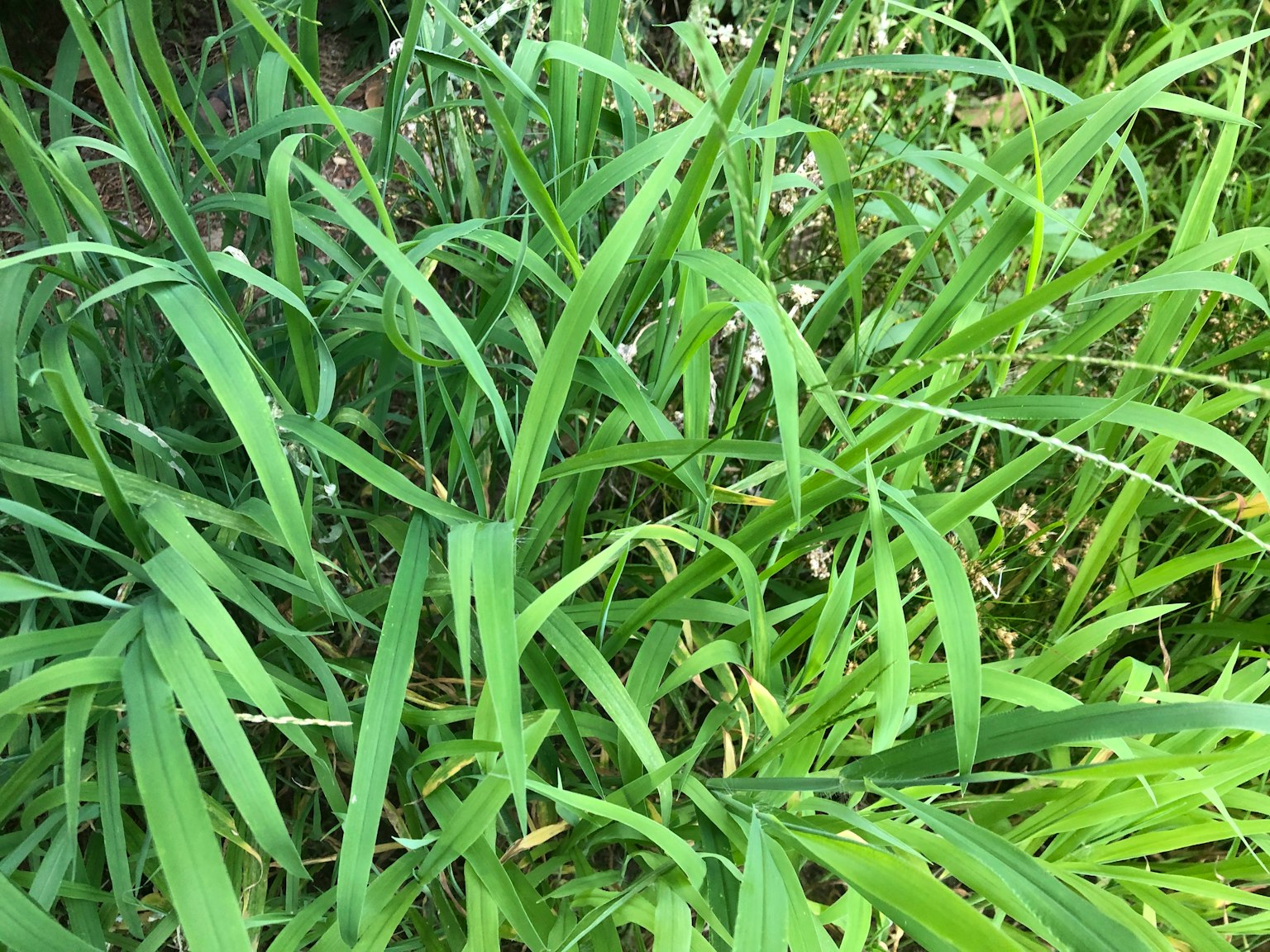 茂密的绿色草地，长叶和不同的质地