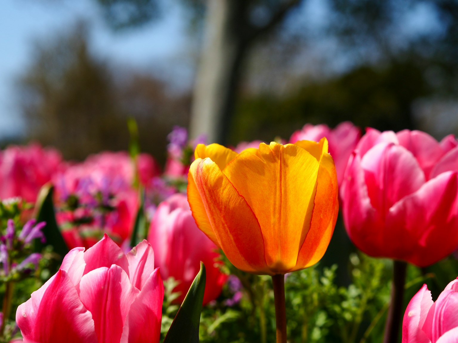 Vibrant tulip flowers in bloom with a standout yellow tulip