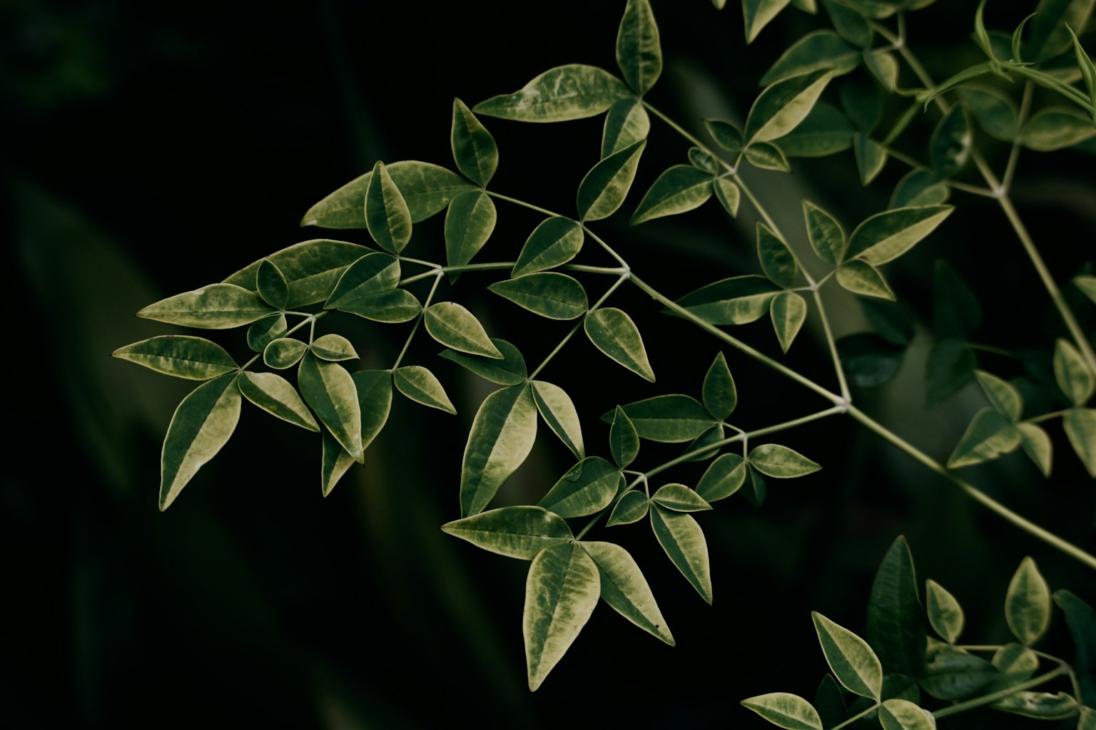 Branche de feuilles vertes sur un fond sombre