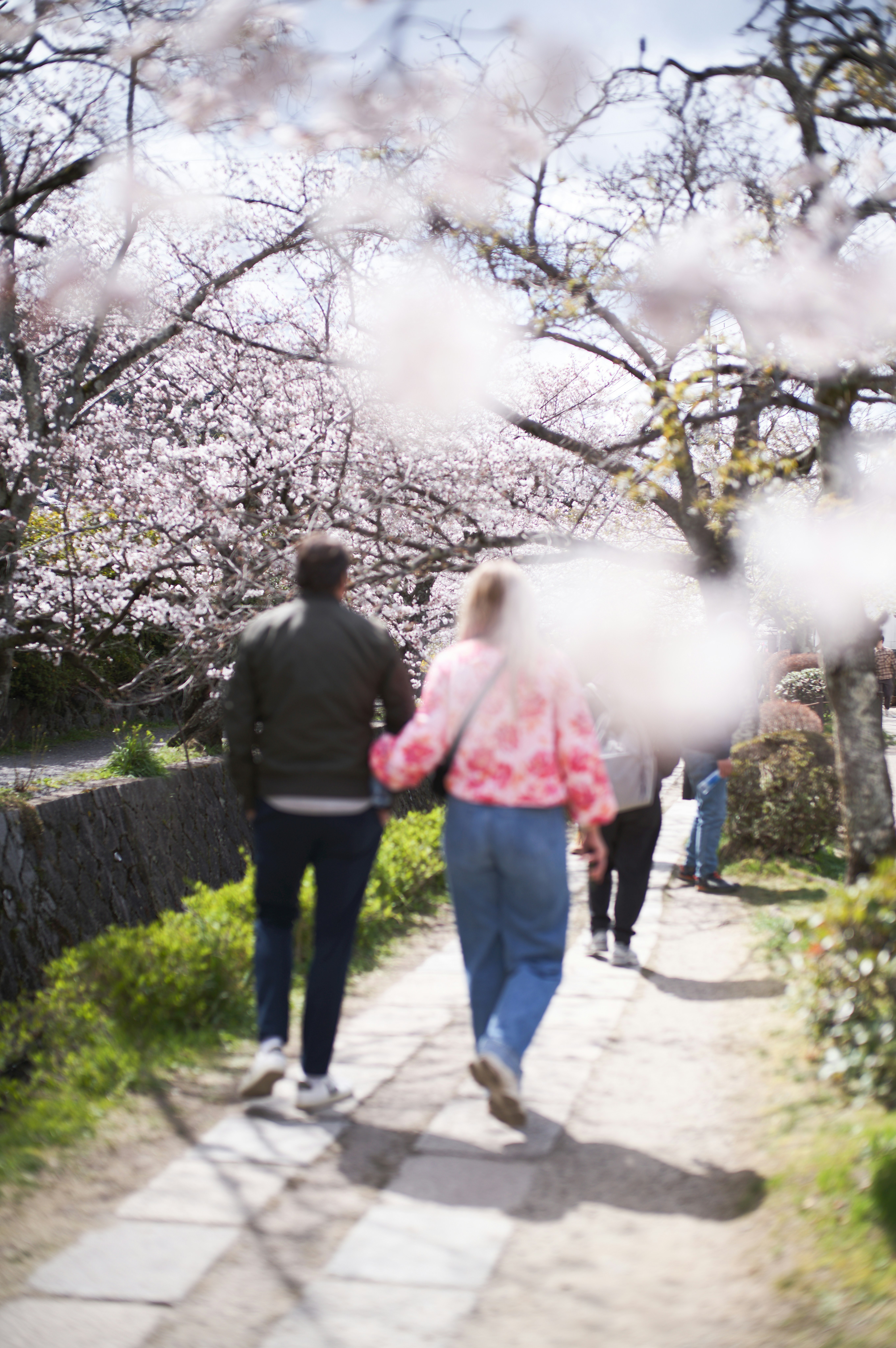 Menschen, die entlang eines mit Kirschblüten gesäumten Weges gehen