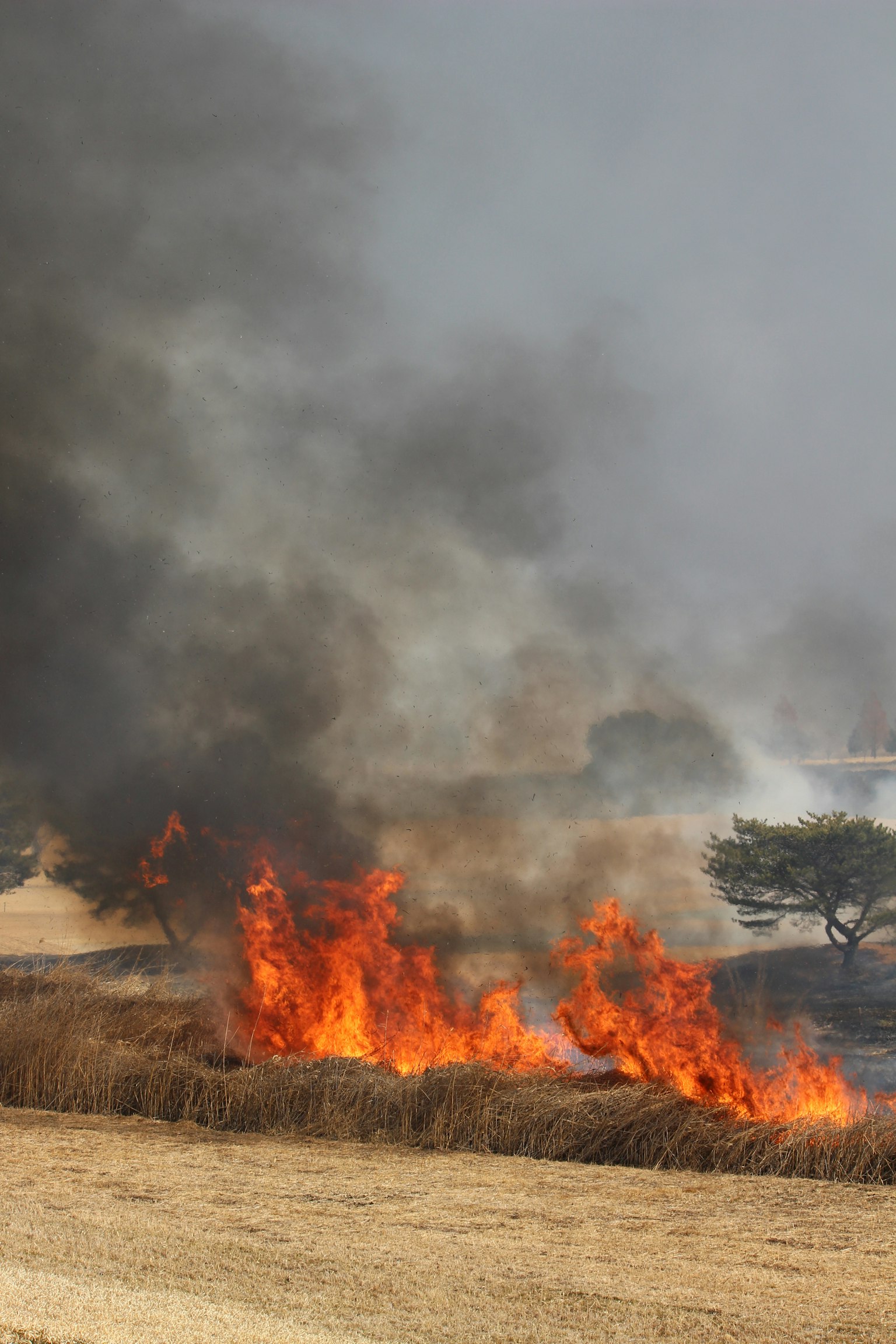 Brennendes Grasland mit Flammen und aufsteigendem Rauch