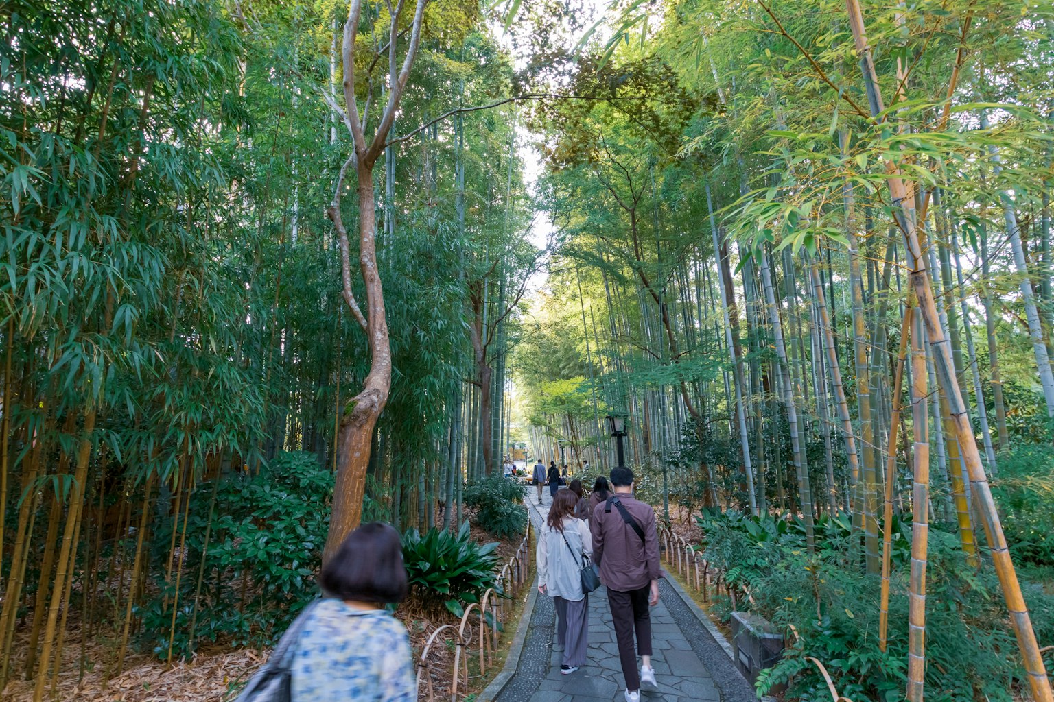 人们走在竹林中，四周是郁郁葱葱的树木和柔和的阳光