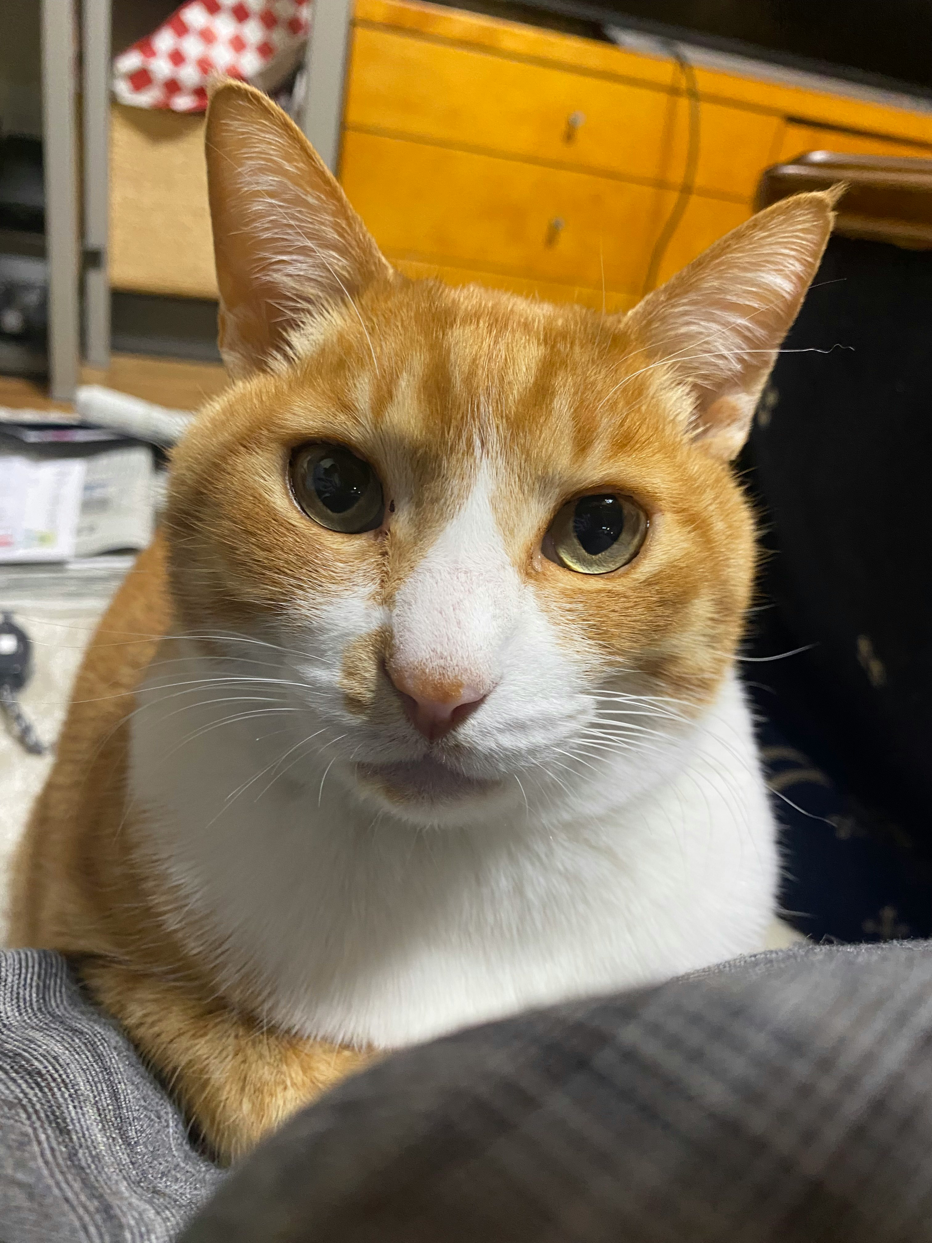 ソファに座る茶白の猫のアップ