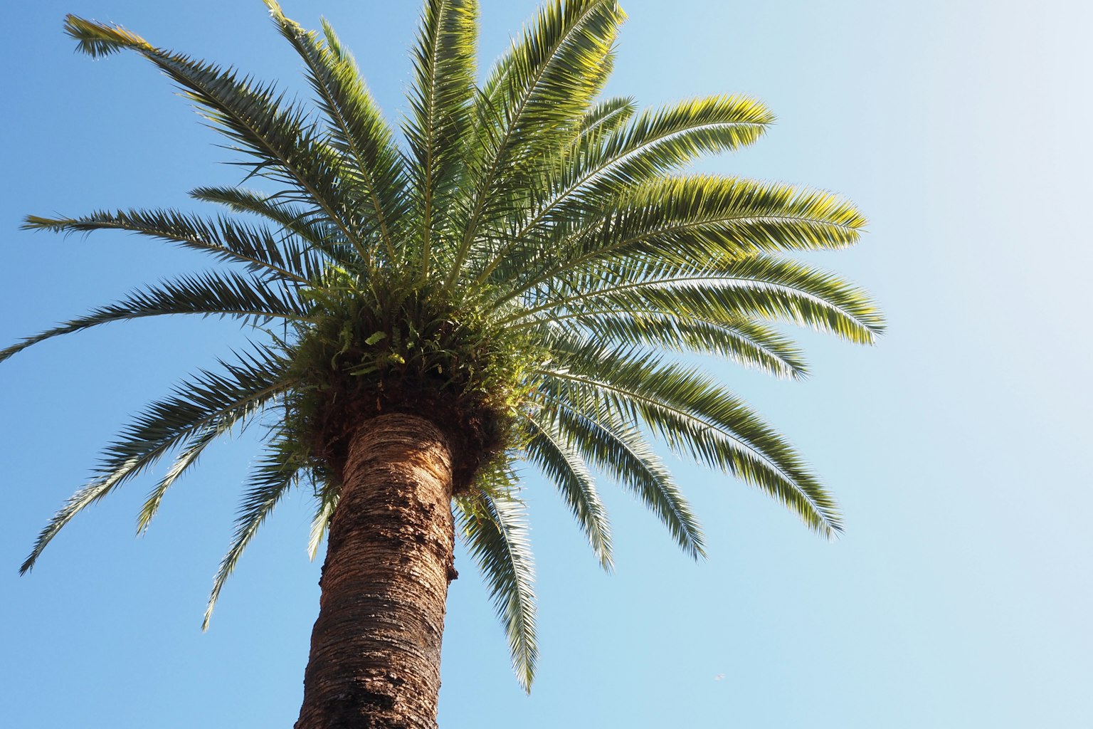 Top view of a palm tree against a clear blue sky