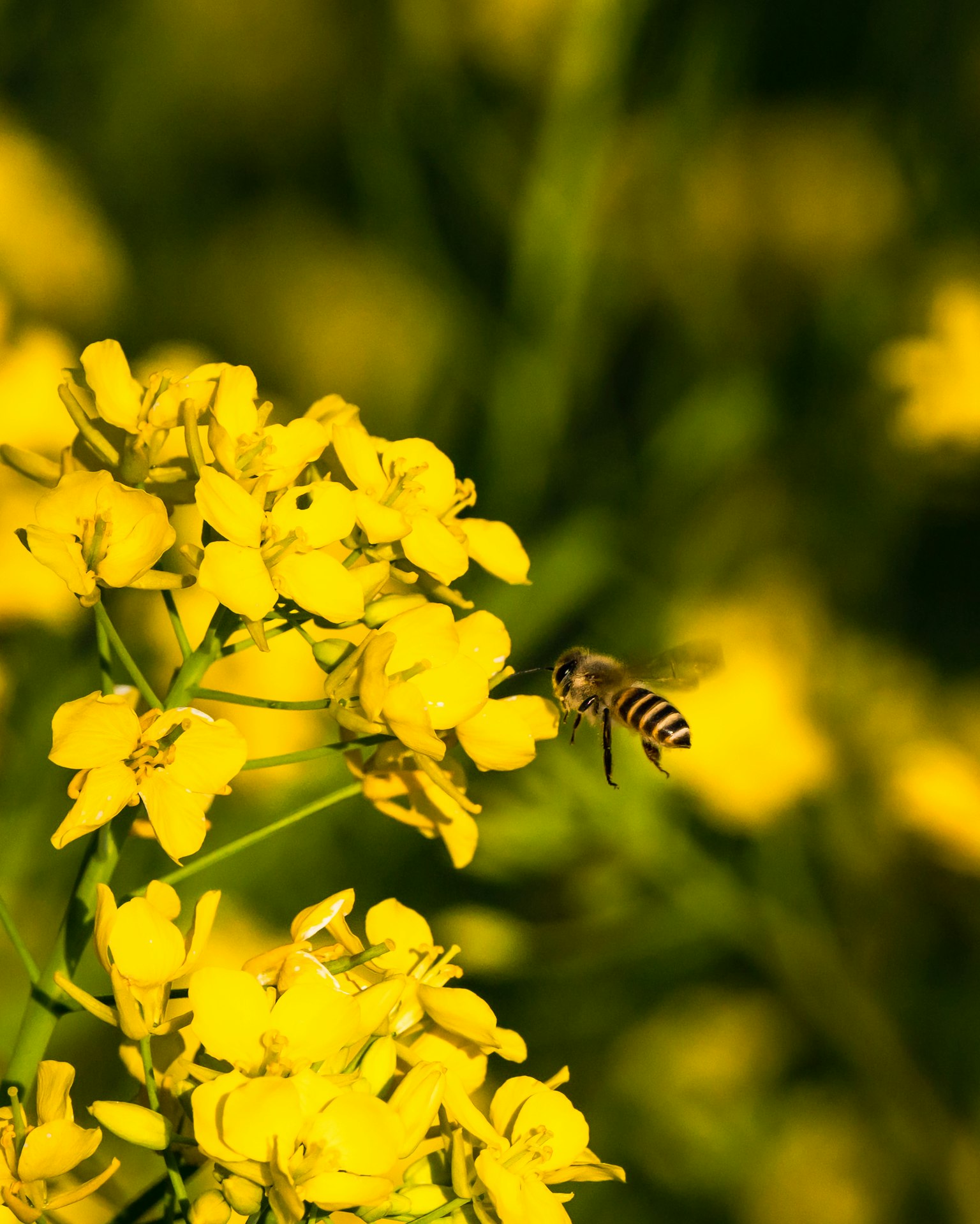 Primo piano di fiori gialli con un'ape che vola nelle vicinanze