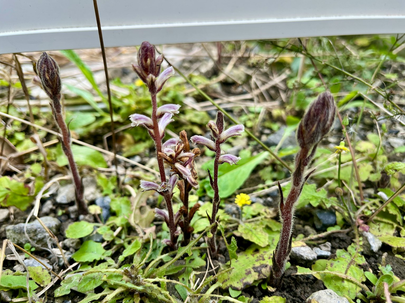 幾株植物幼芽從地面冒出，特徵為綠色葉子和紫色花蕾