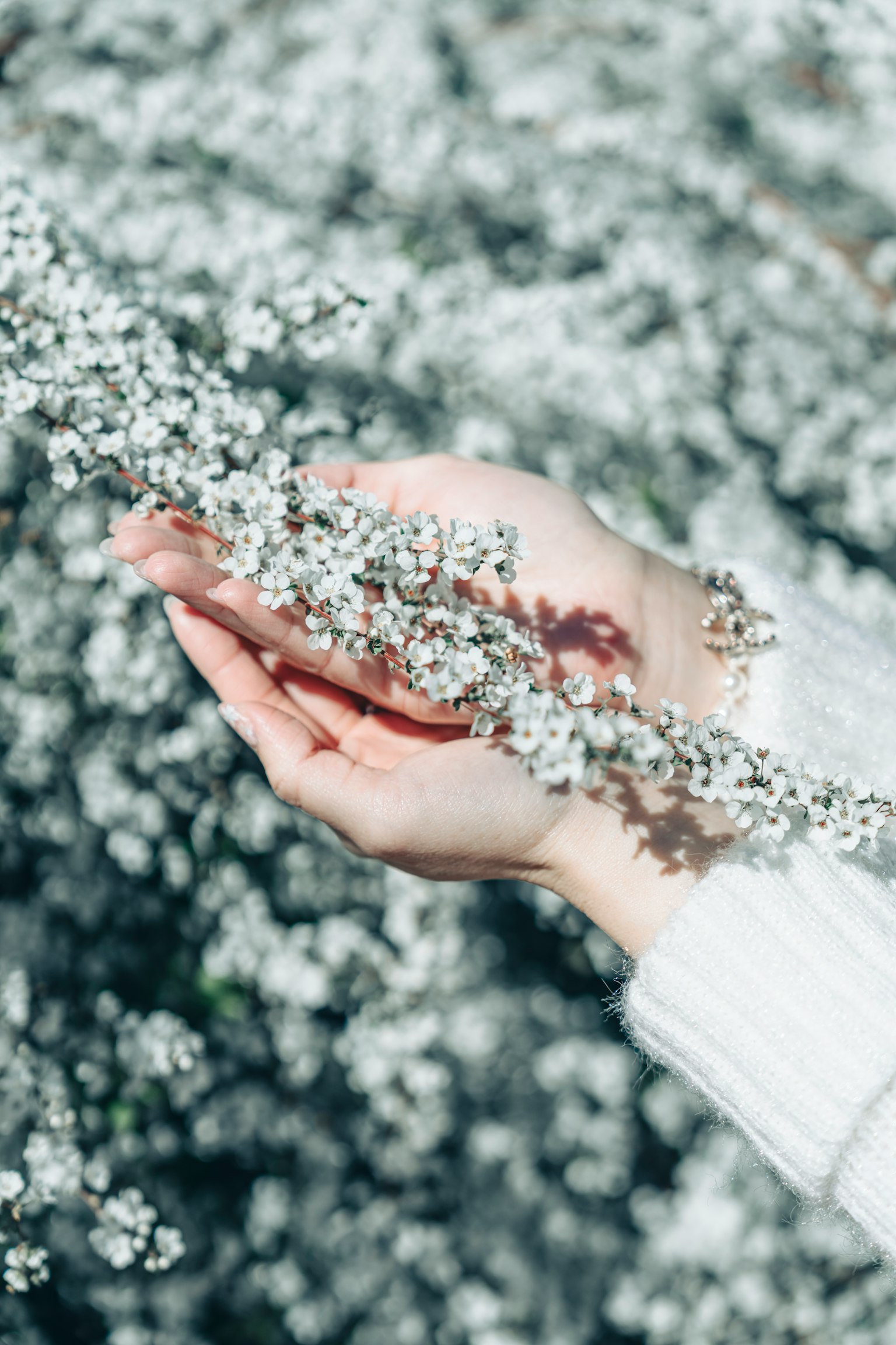 Eine Hand, die zarte weiße Blumen vor einem verschwommenen Blumenhintergrund hält
