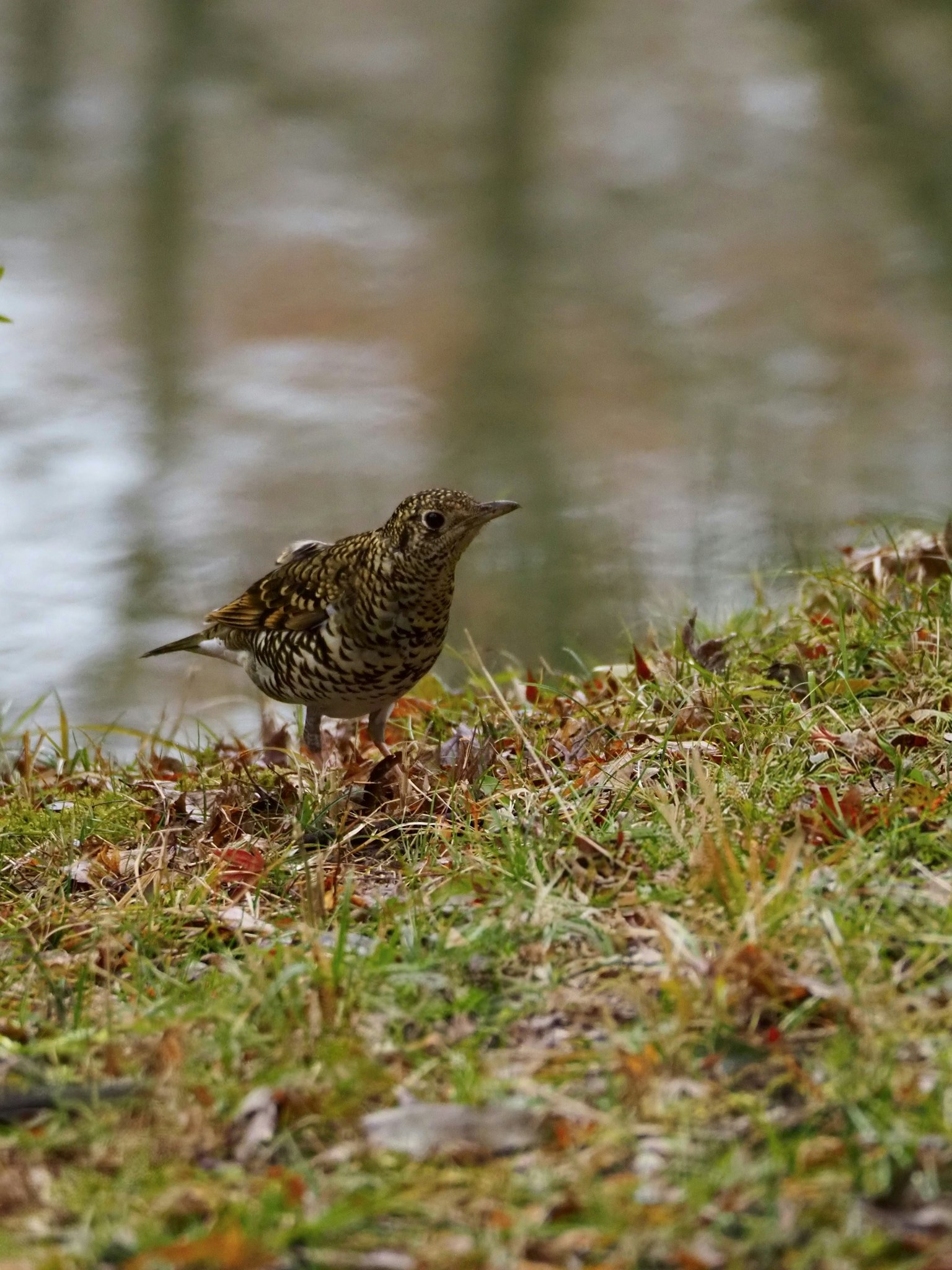 Un uccello in piedi al bordo dell'acqua tra l'erba verde e le foglie cadute