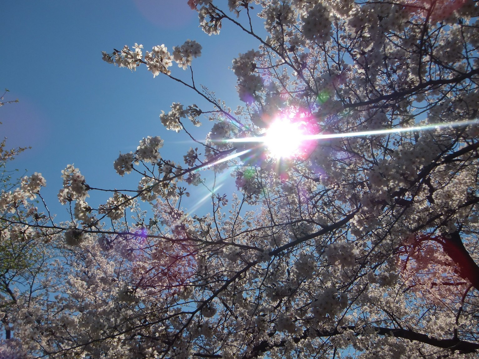 Fleurs de cerisier illuminées par la lumière du soleil sous un ciel bleu