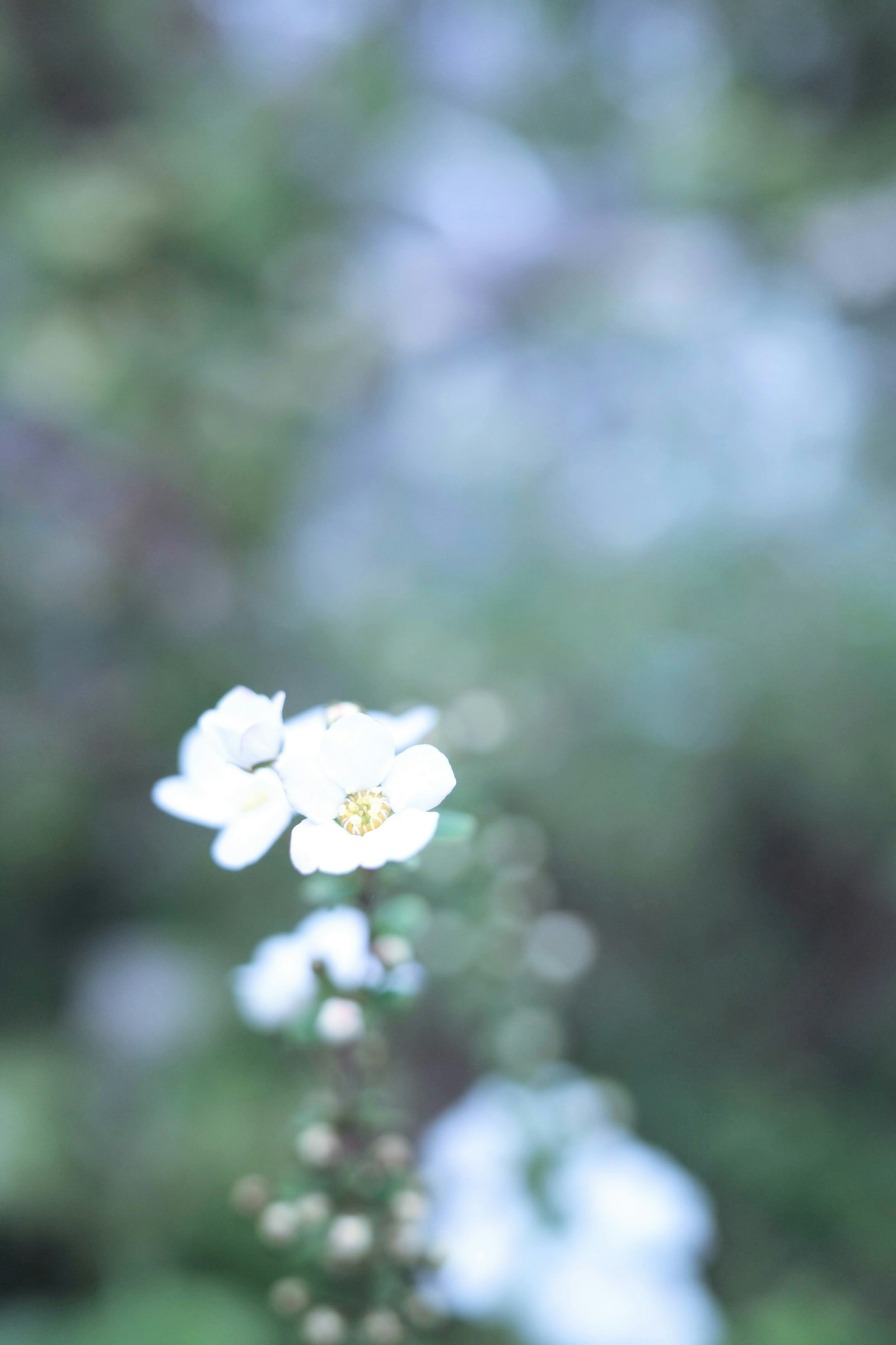 Une scène avec un fond flou et des fleurs blanches