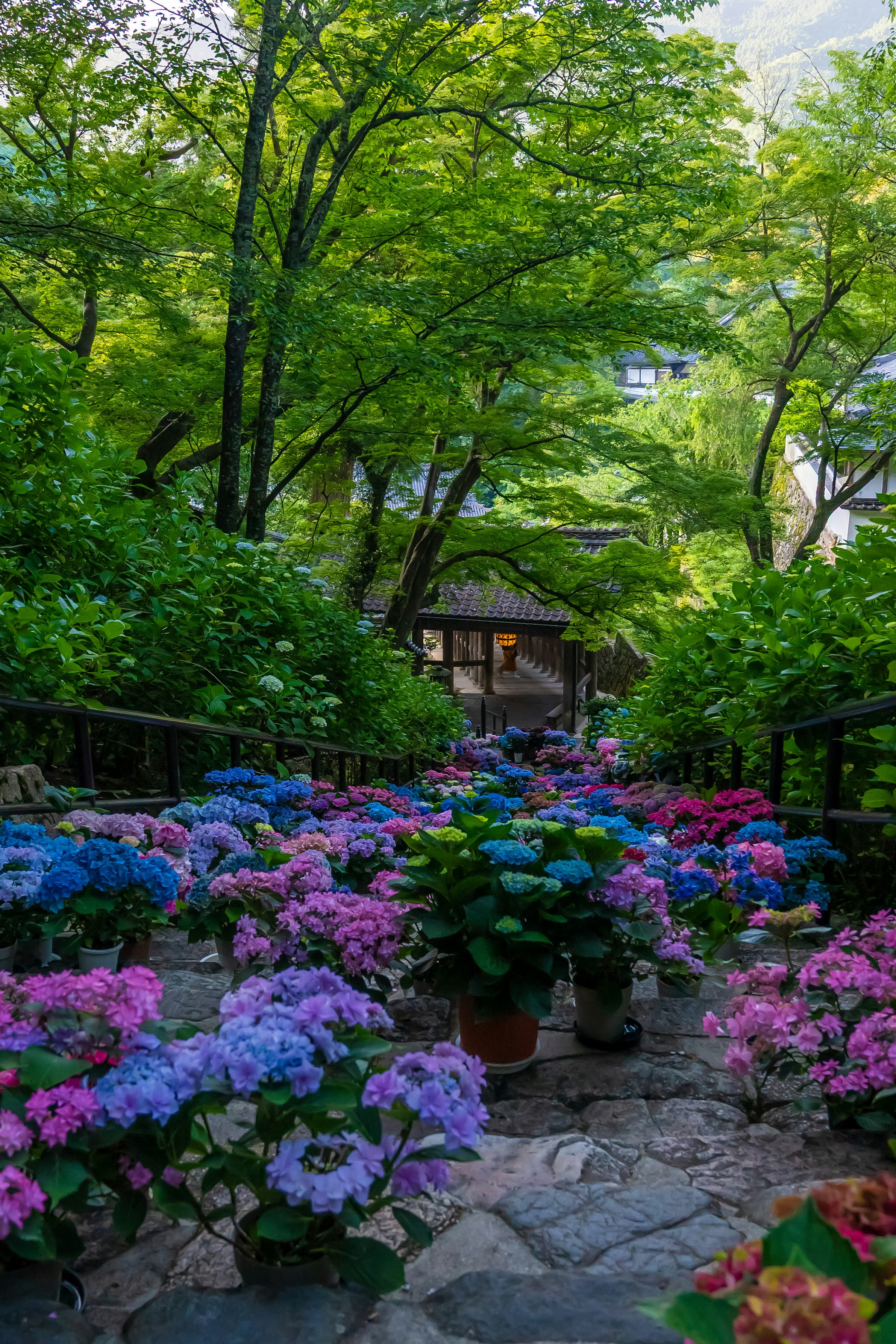 色とりどりのアジサイが咲く小道 緑の木々に囲まれた美しい風景