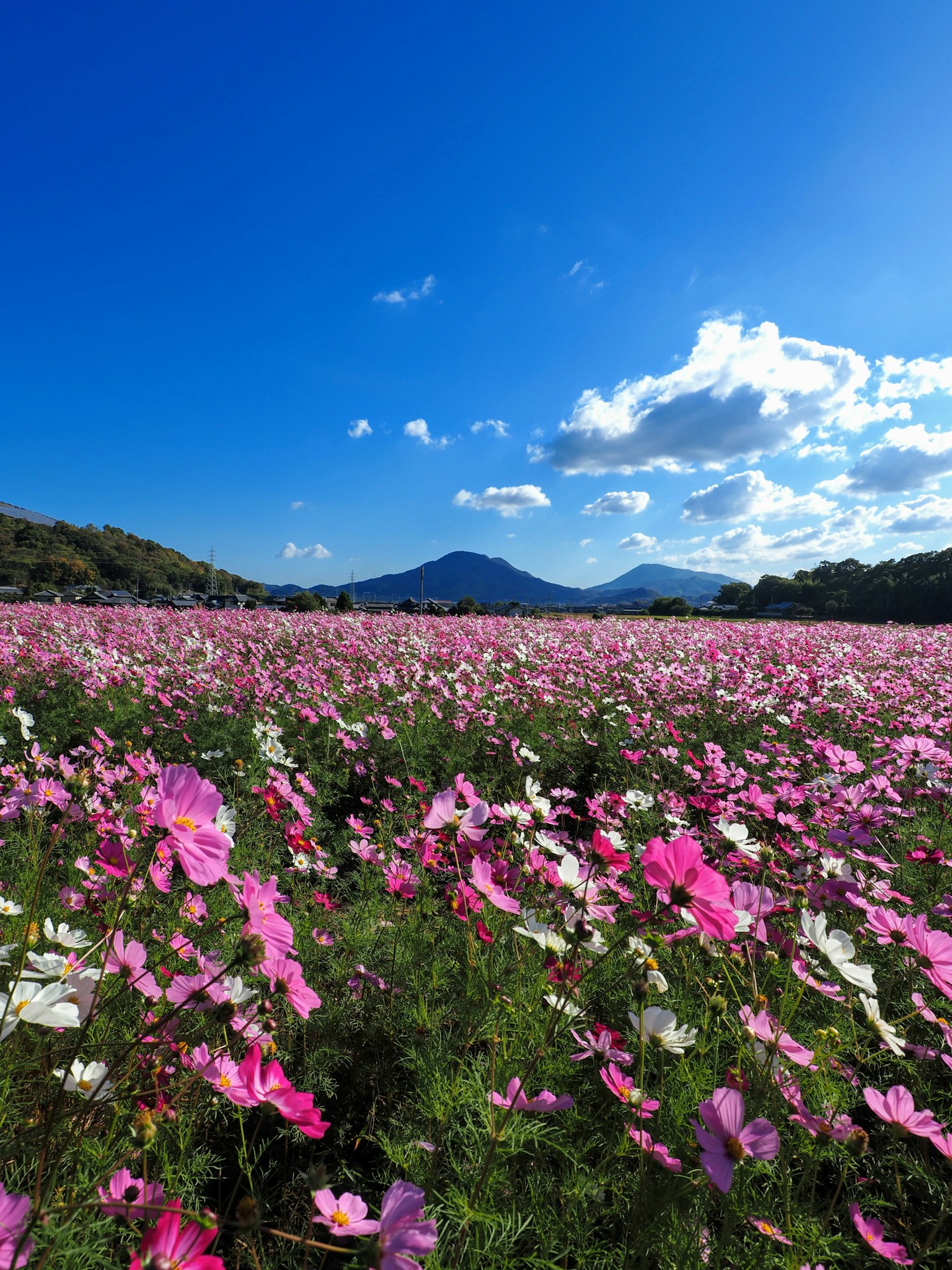 Champs de cosmos vibrants sous un ciel bleu avec des montagnes en arrière-plan