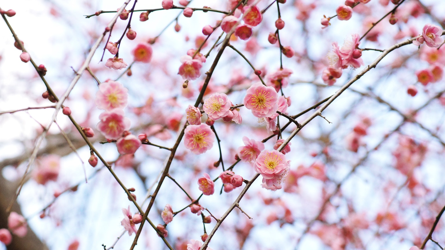Gros plan de branches avec des fleurs roses délicates