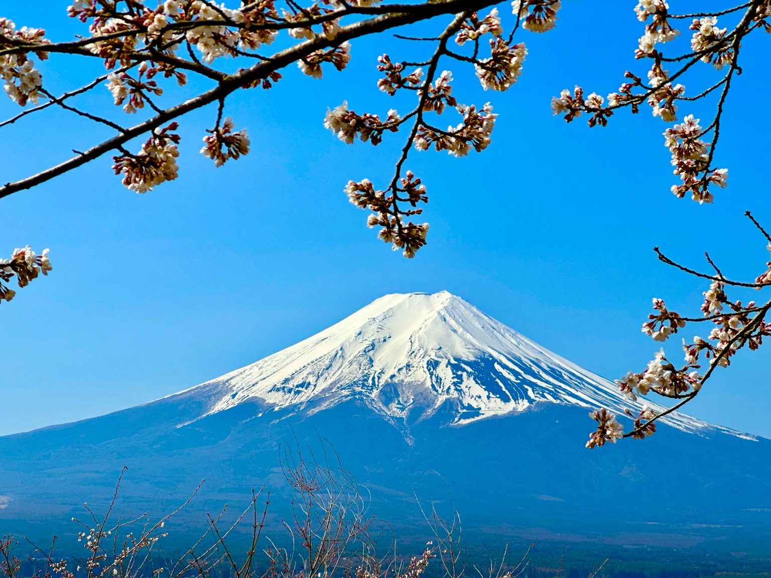 雪覆盖的富士山被樱花衬托在蓝天之下