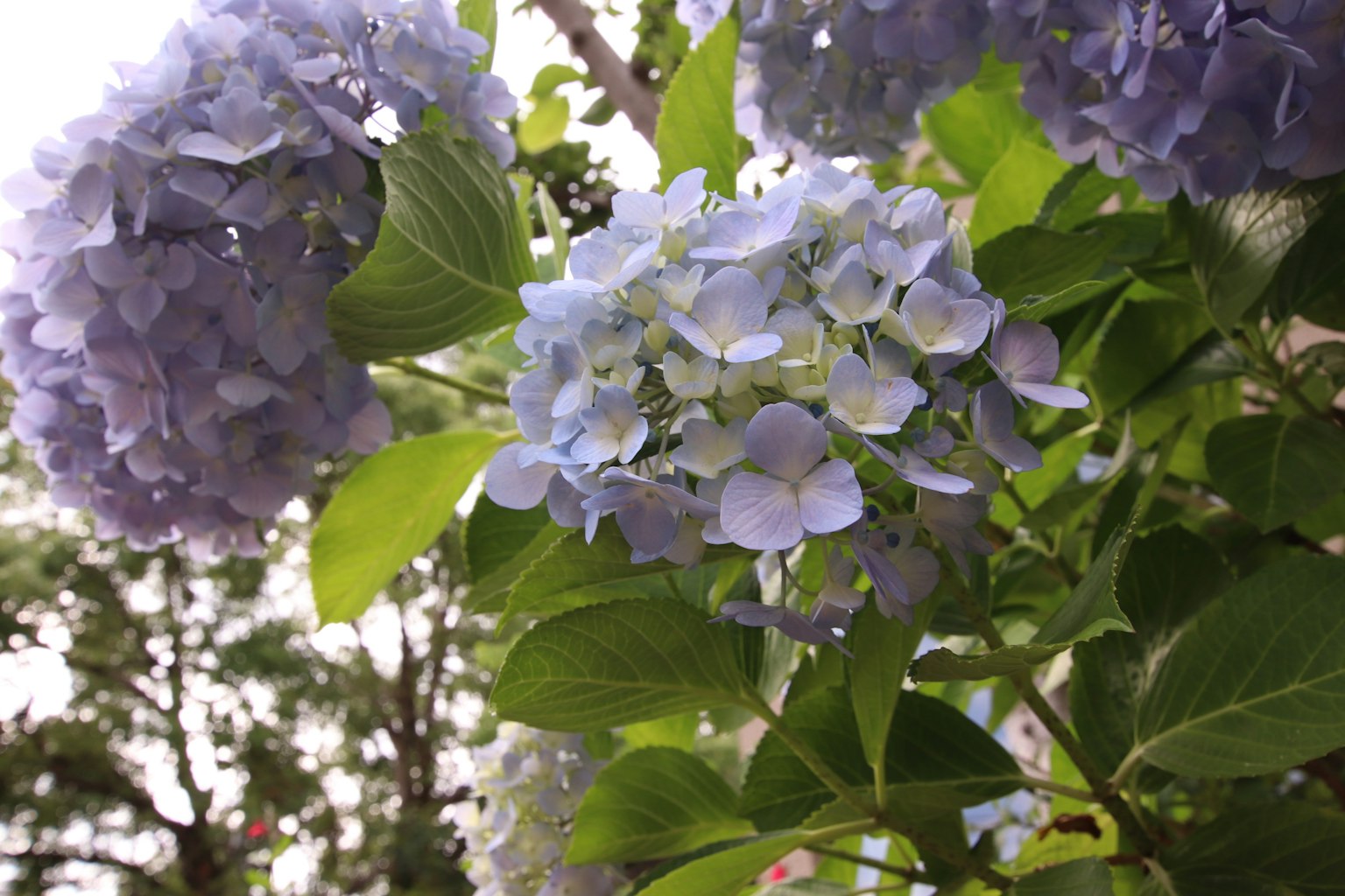 Fiori di ortensia blu con foglie verdi