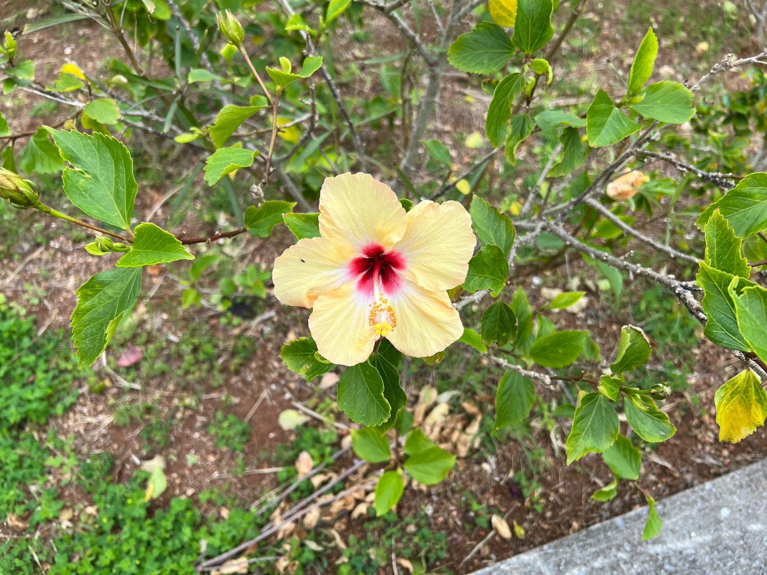 黄色的芙蓉花和绿色的叶子