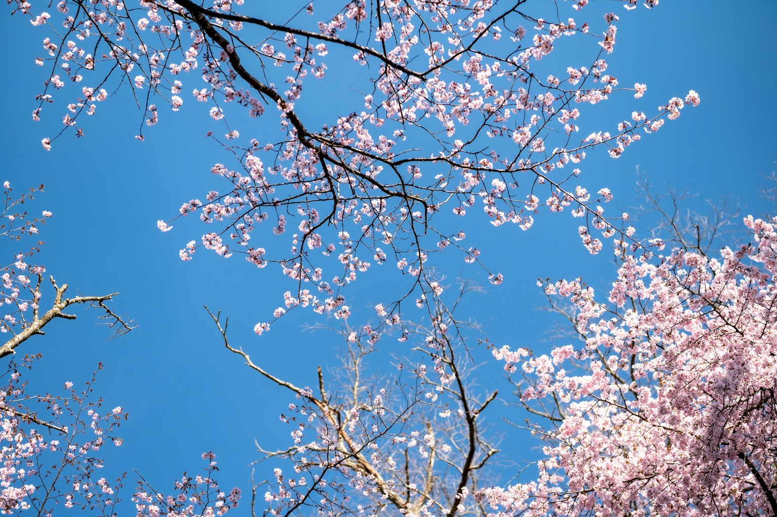 Kirschblüten und Äste vor blauem Himmel