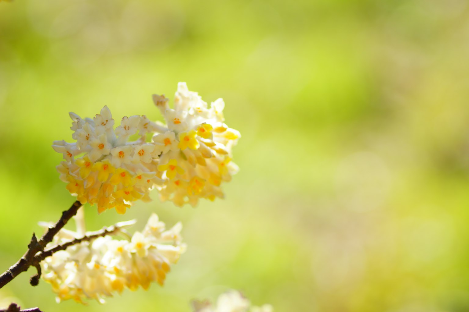 Primo piano di un ramo con fiori gialli sfondo verde sfocato