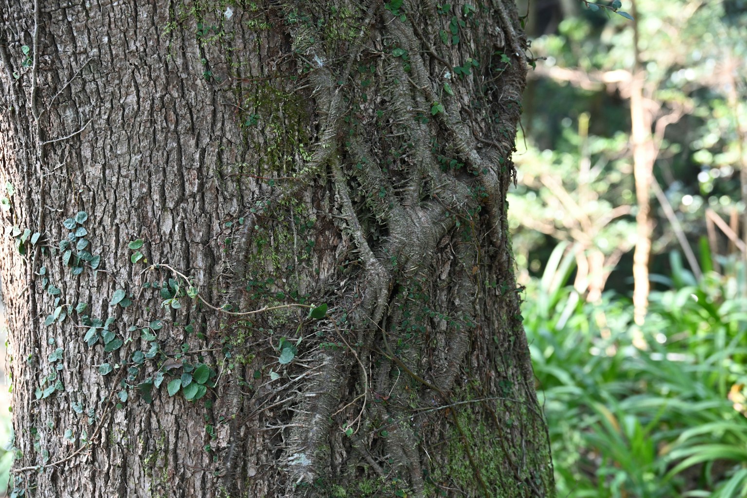 Vue détaillée de la vigne grimpante sur un tronc d'arbre