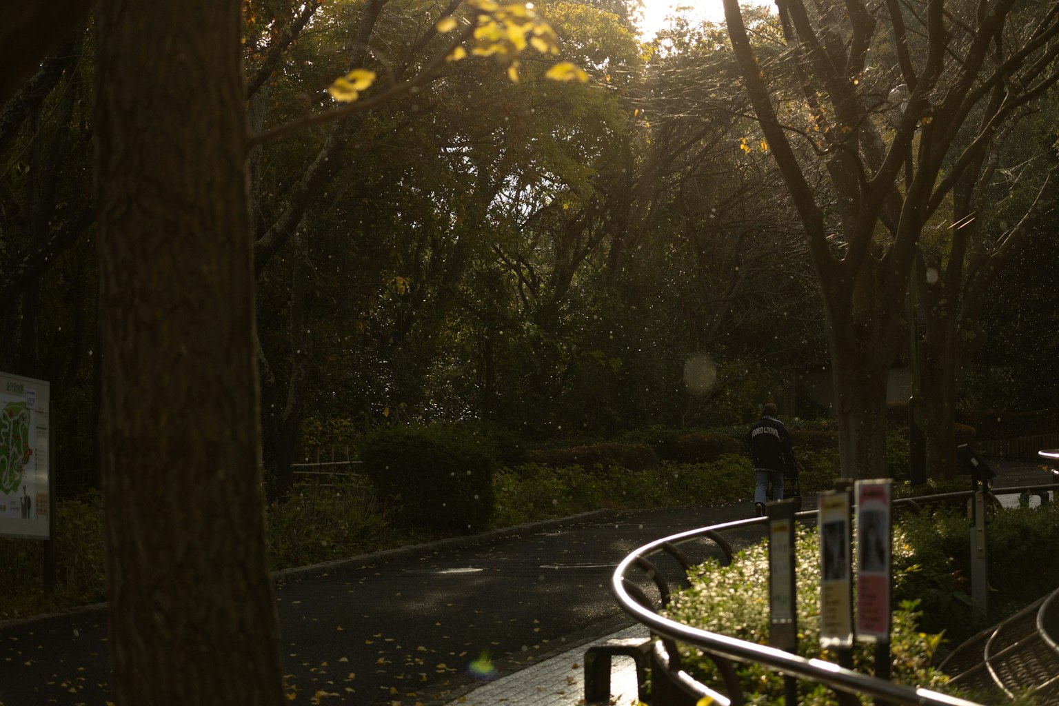 Kurvenweg in einem üppigen Park mit Sonnenlicht, das durch die Bäume filtert