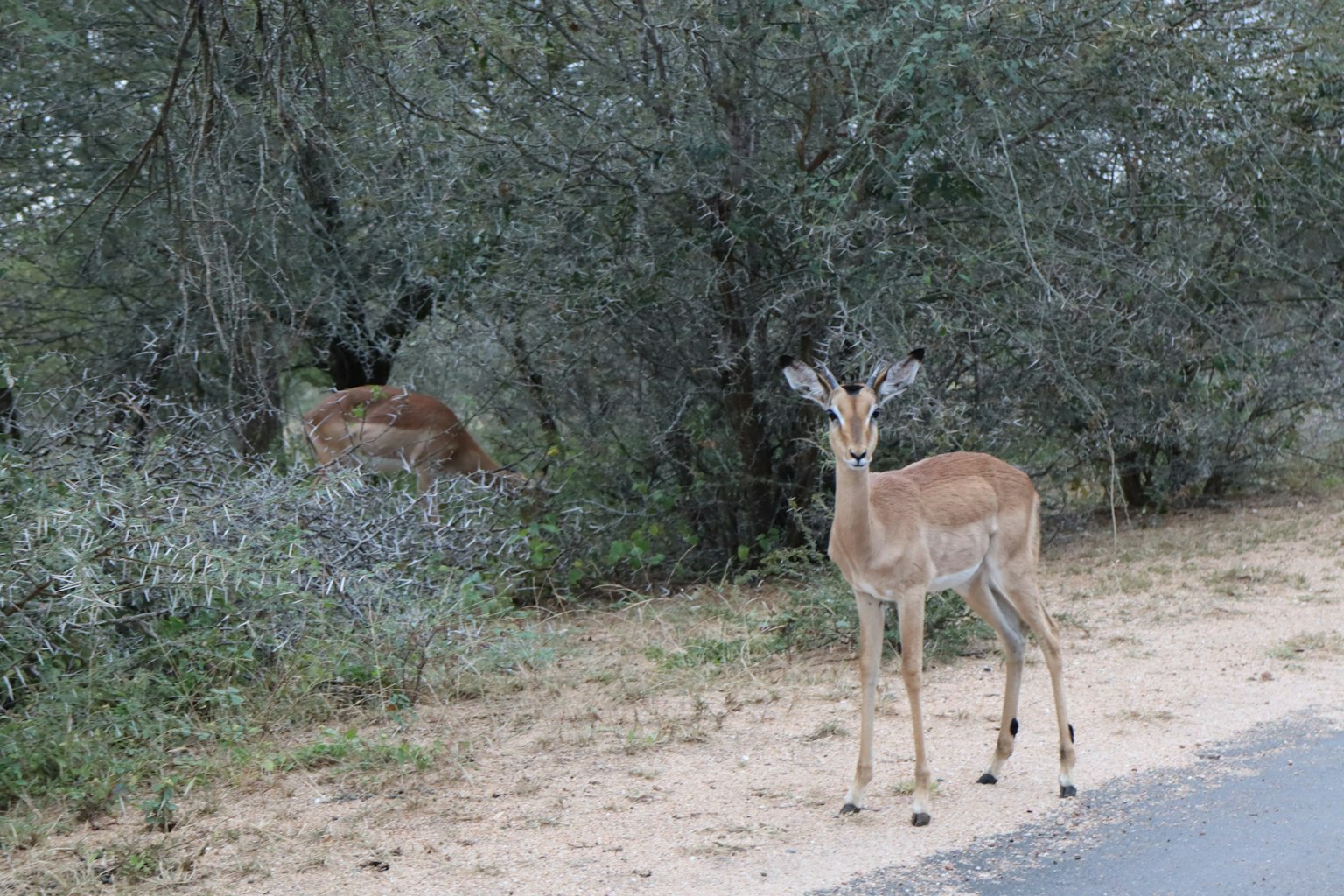 Jeune mâle impala debout près de la route avec un autre impala visible dans les buissons