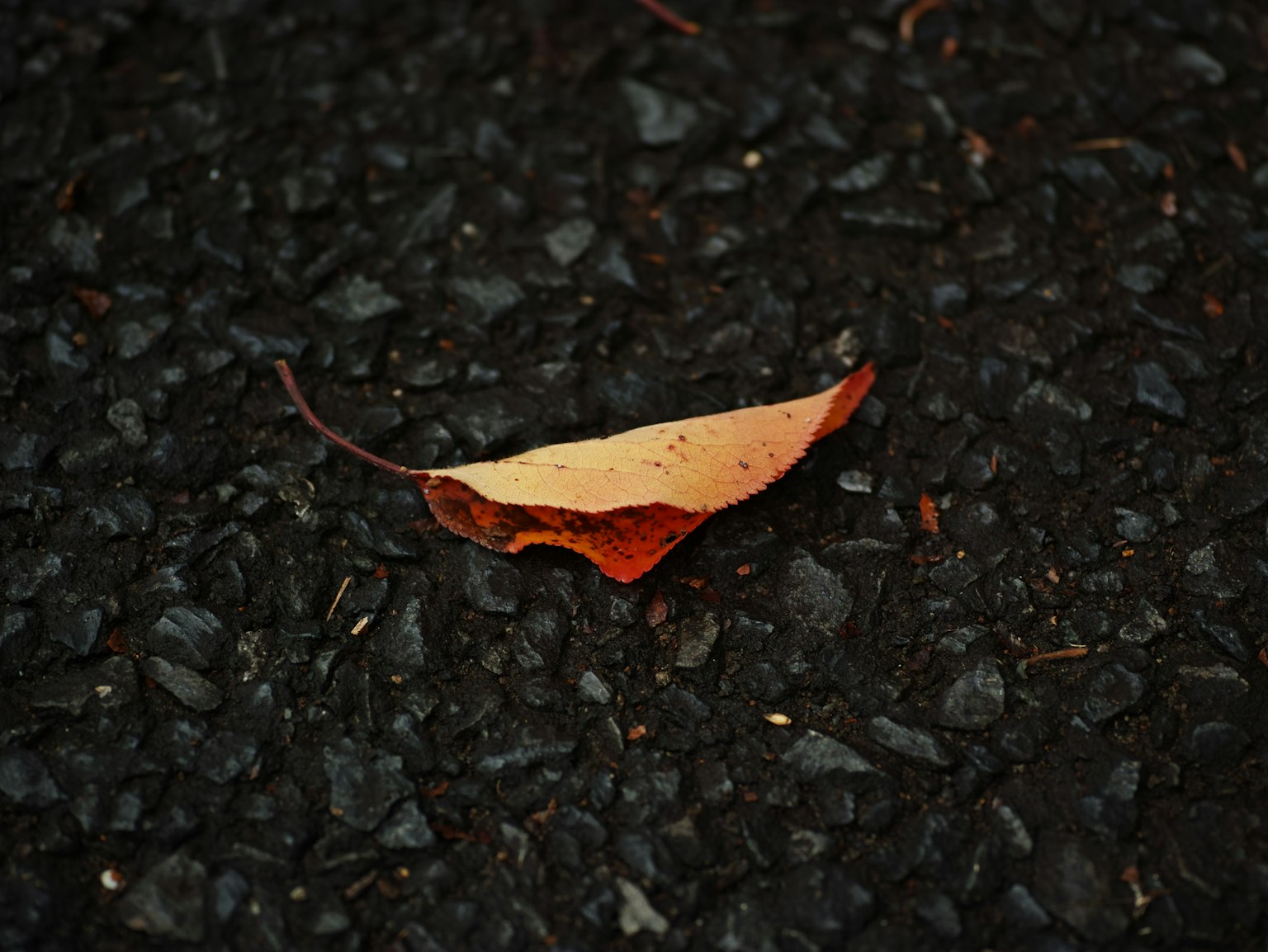 photo-iF8D9q9FaGFxNNcZAmgV-image