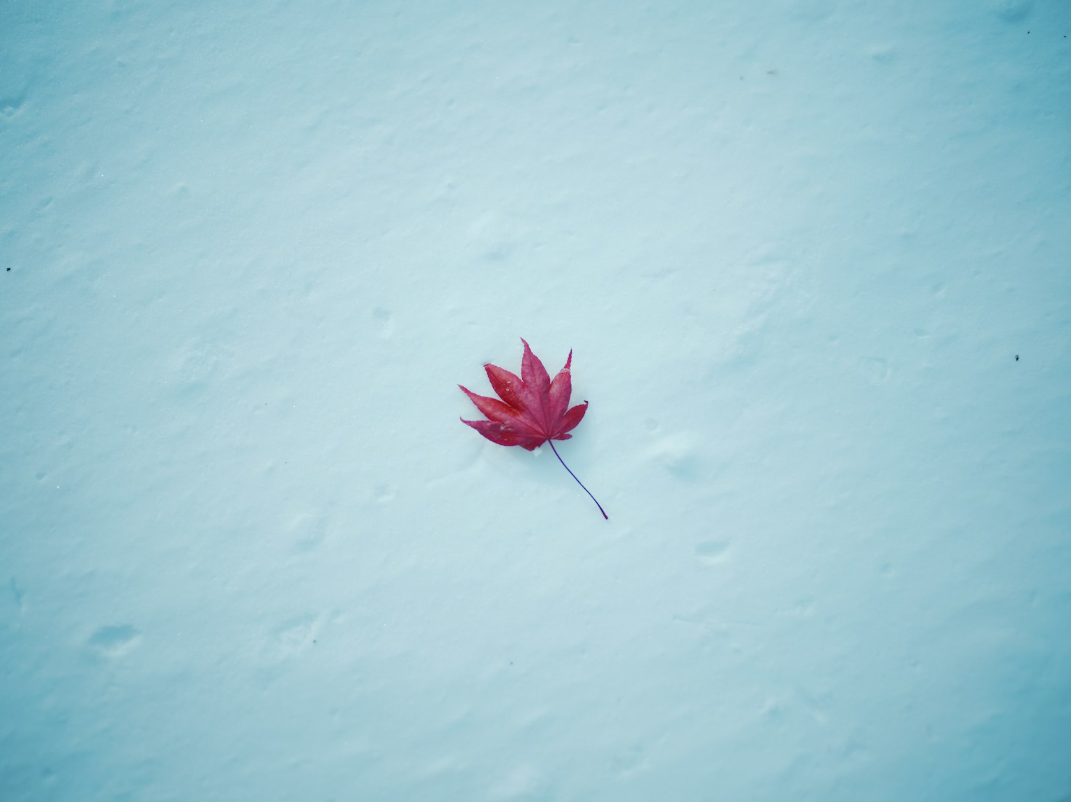 雪地上的红枫叶