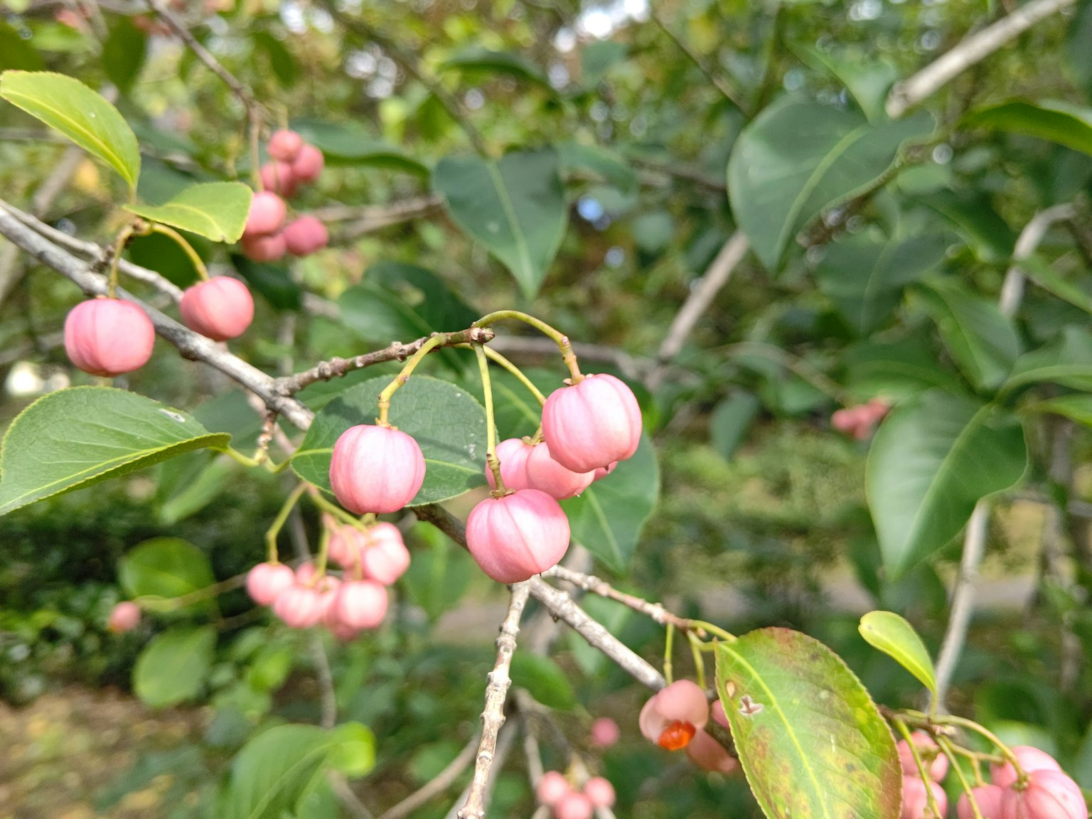 Berries rosas en ramas rodeadas de hojas verdes
