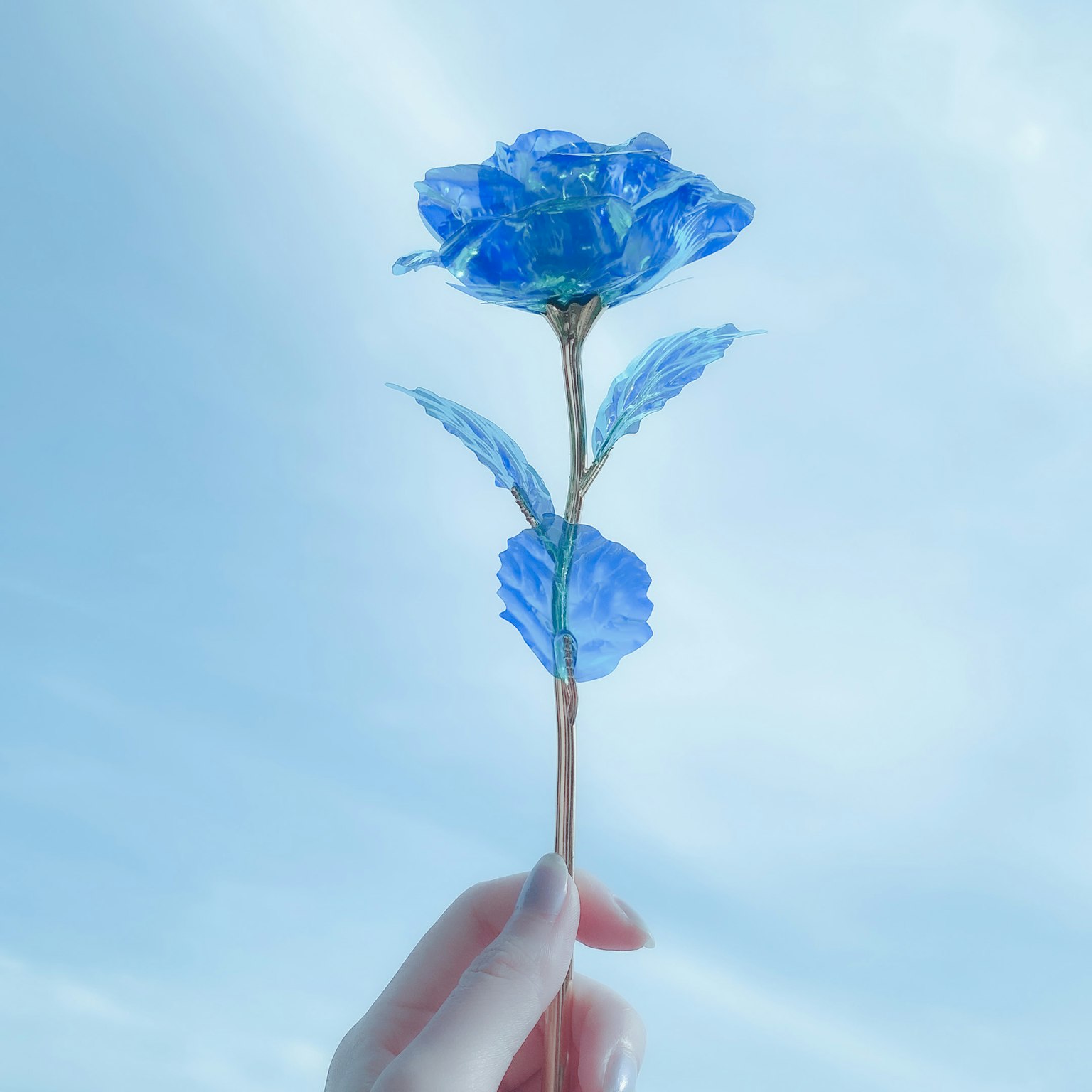 Tangan memegang mawar biru dengan latar belakang langit