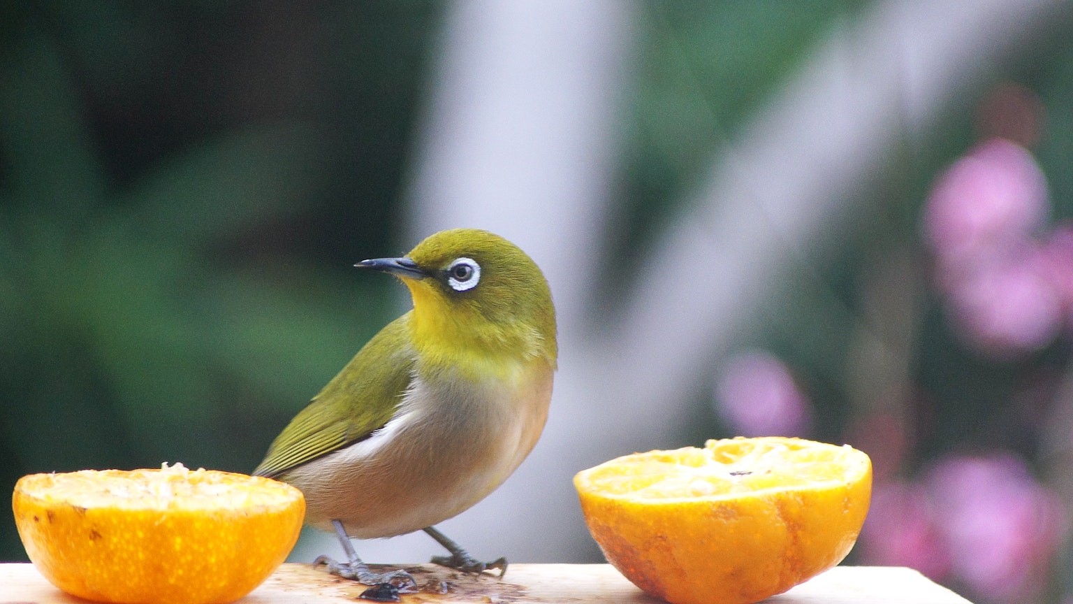 Ein grüner Vogel sitzt neben orangefarbenen Früchten in einer lebhaften Umgebung