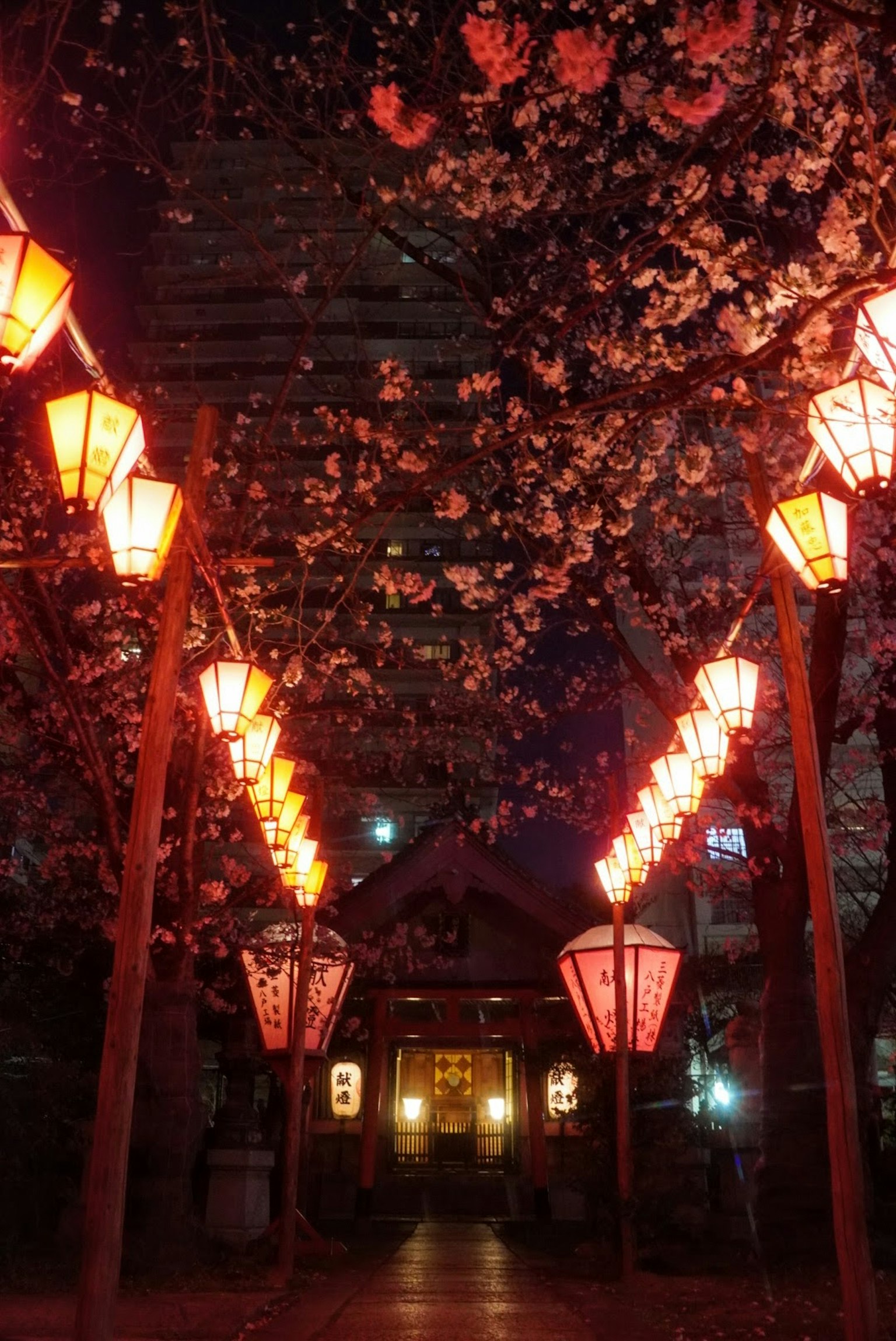 夜晚的神社小径装饰着樱花和红灯笼