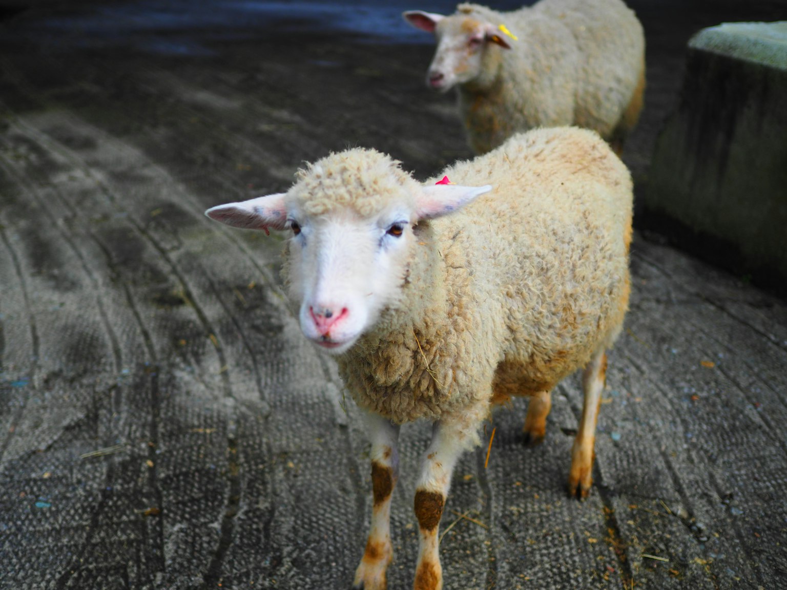 Deux moutons marchant le long d'un chemin de ferme