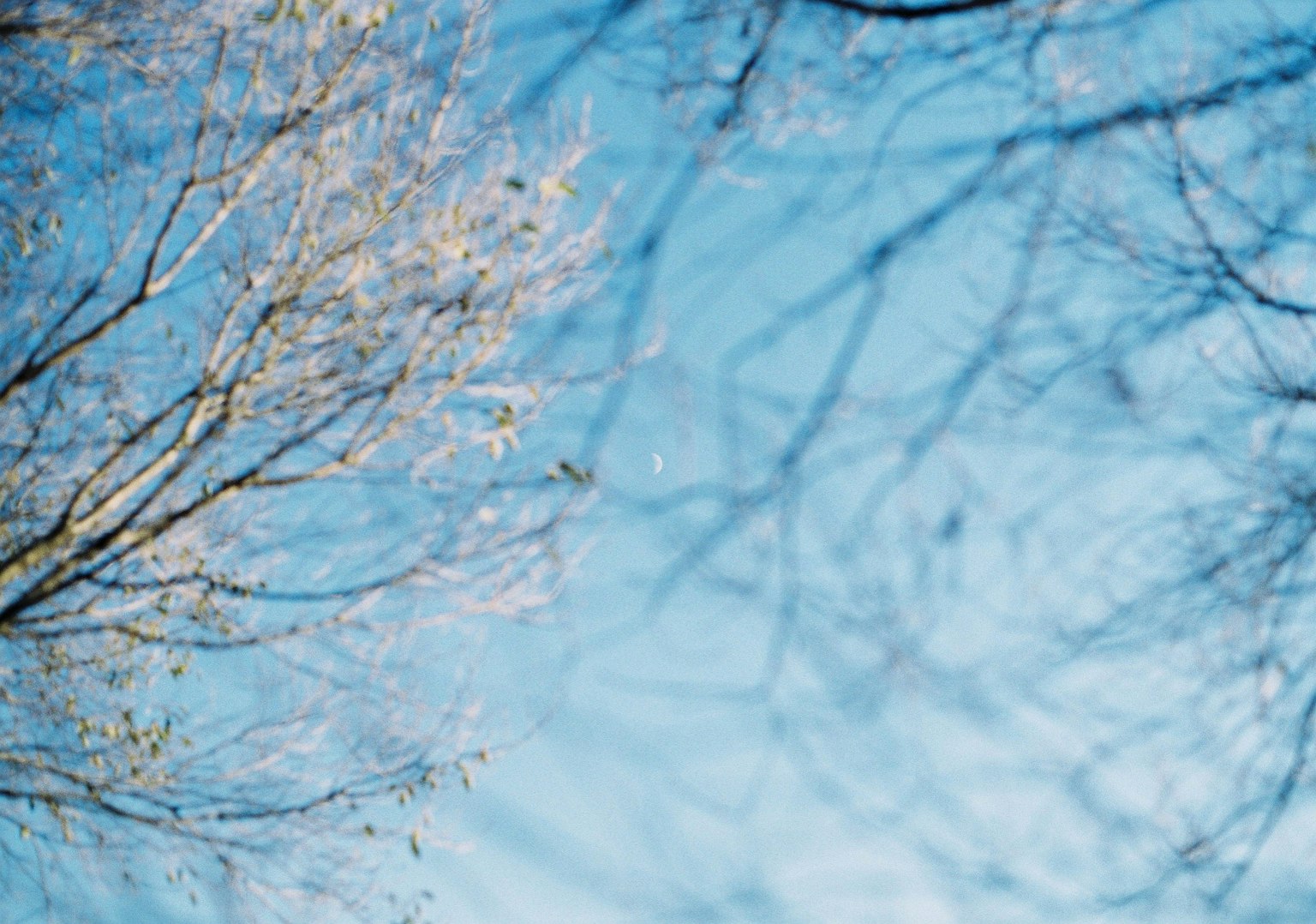 Contraste des branches d'arbres et des ombres sur un ciel bleu