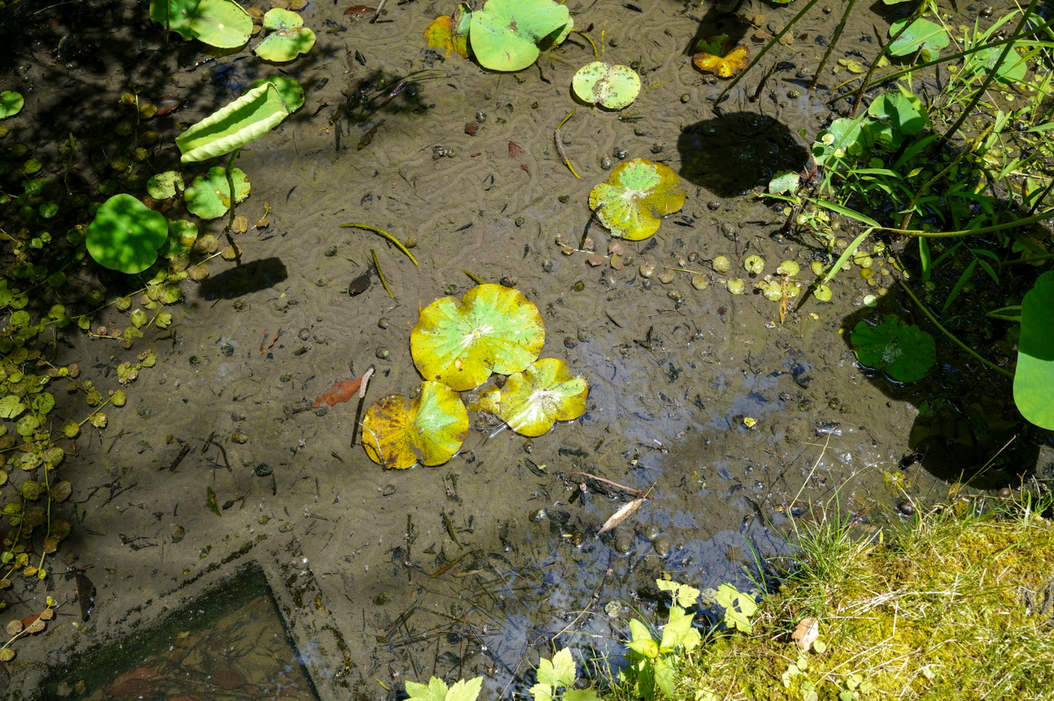 Nénuphars jaunes flottant à la surface d'un étang tranquille entouré de verdure