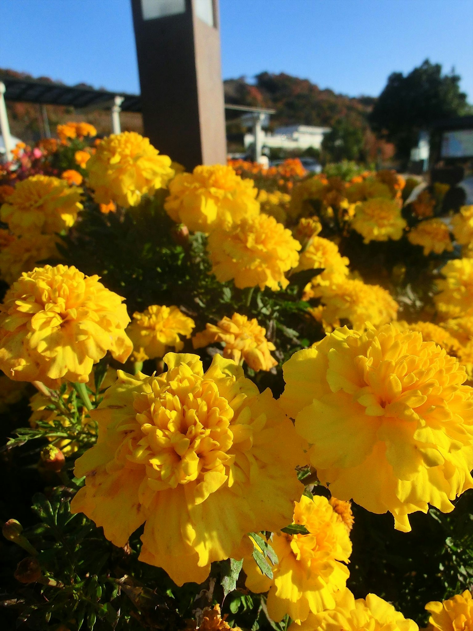 Flores de caléndula amarillas vibrantes floreciendo en un jardín
