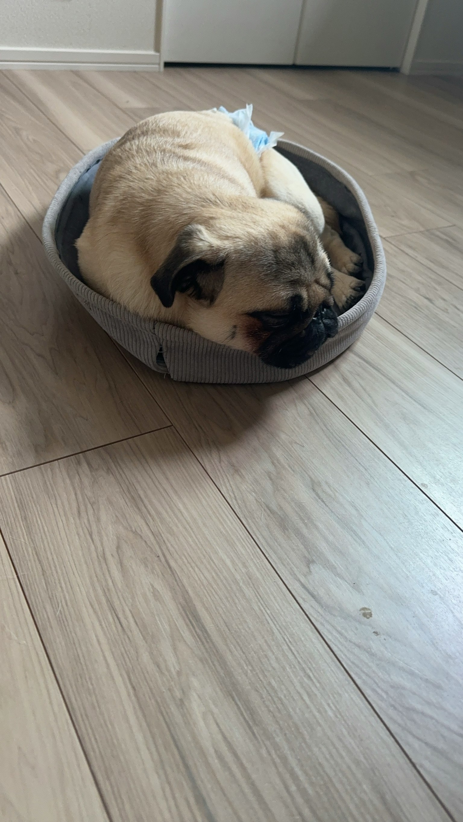 Một chú chó pug nhỏ cuộn tròn trong chiếc giường thú cưng ấm cúng