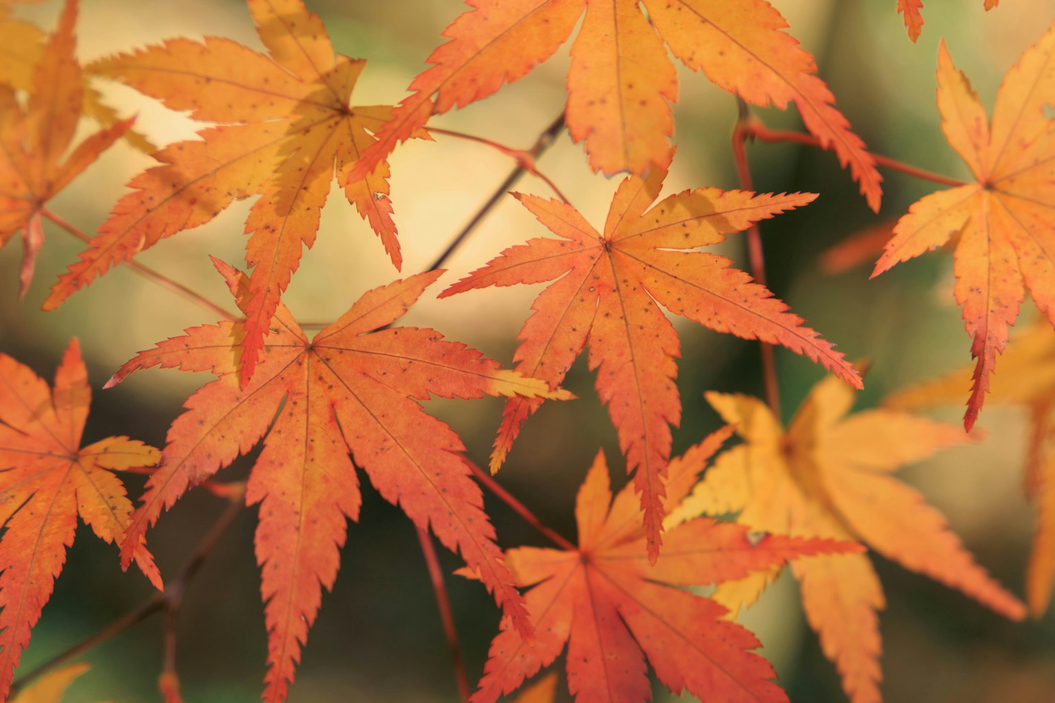 美麗的秋天景象，重疊的紅色和橙色楓樹葉