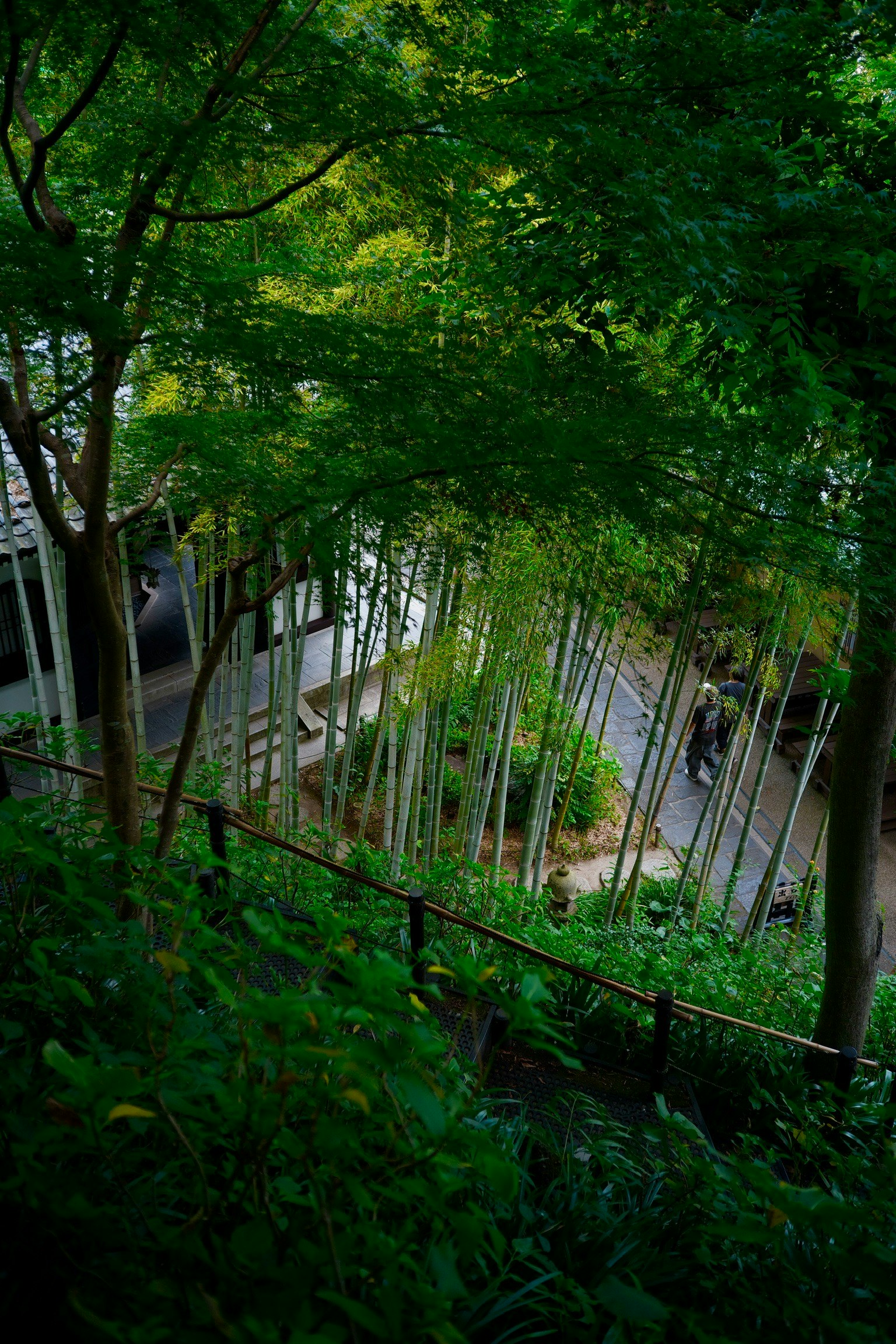 緑豊かな竹林と建物が見える静かな風景