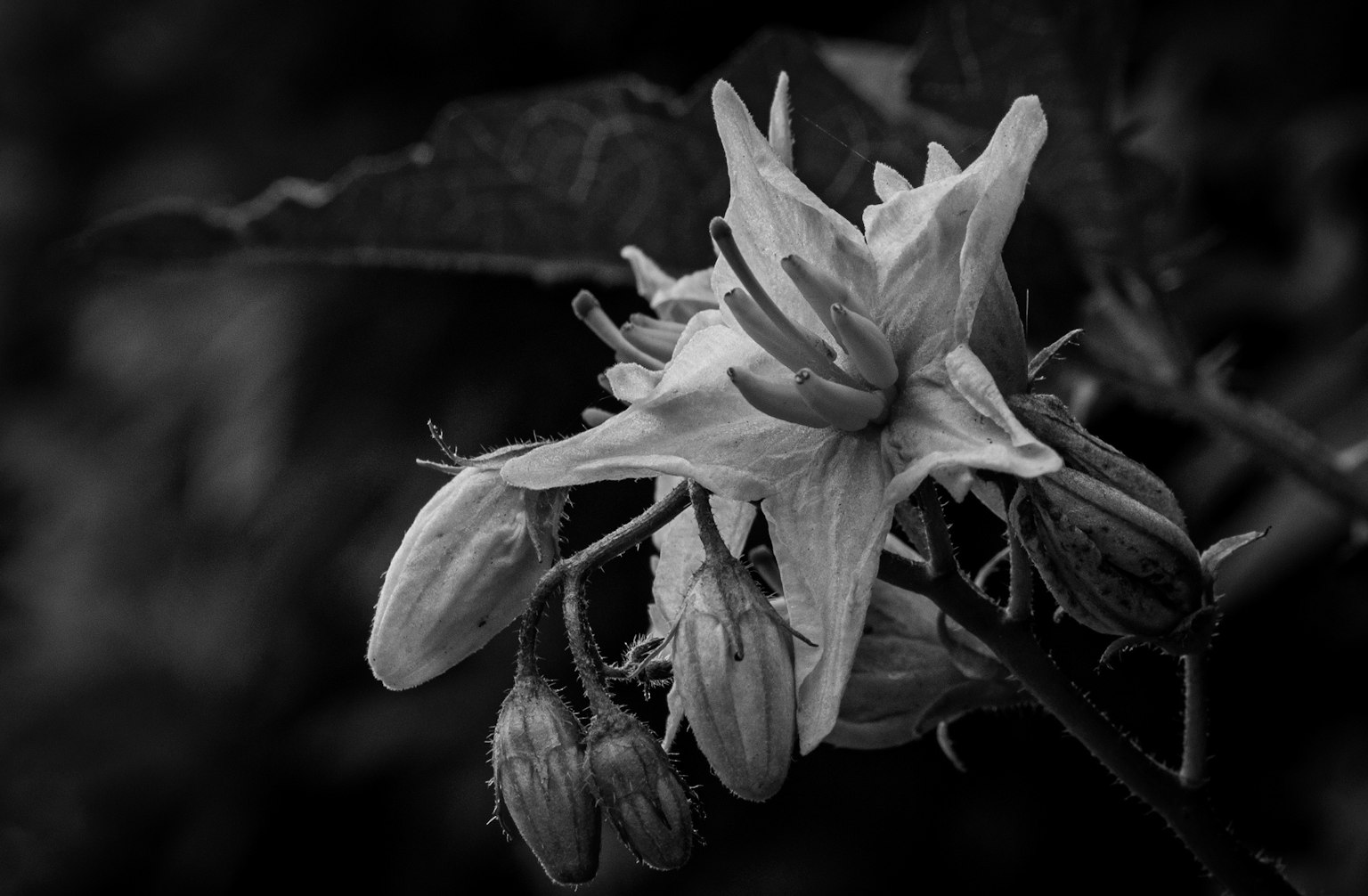 Primo piano di un fiore in bianco e nero che mostra un fiore in fiore e gemme