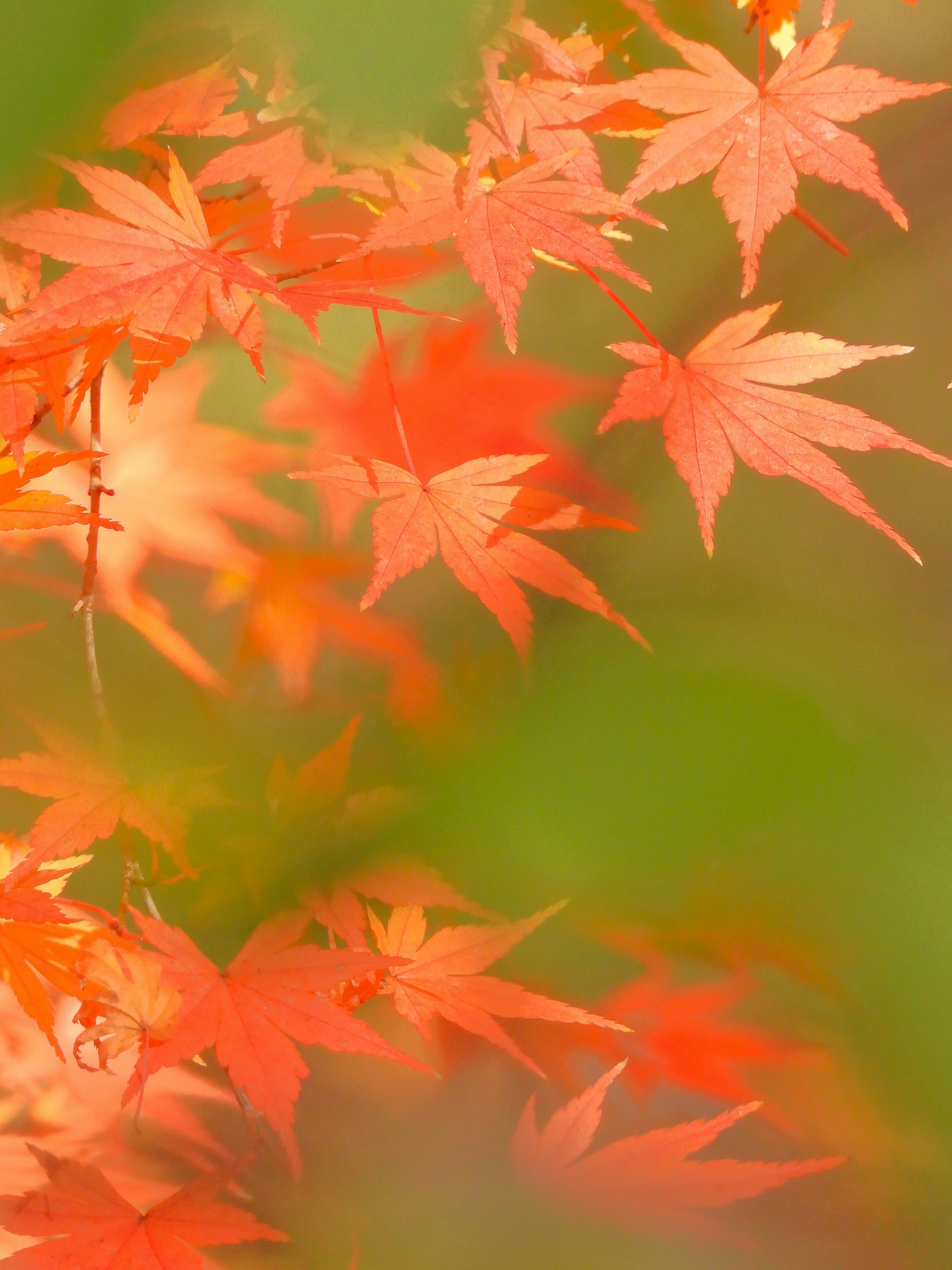 京都御苑の紅葉の葉が重なる背景