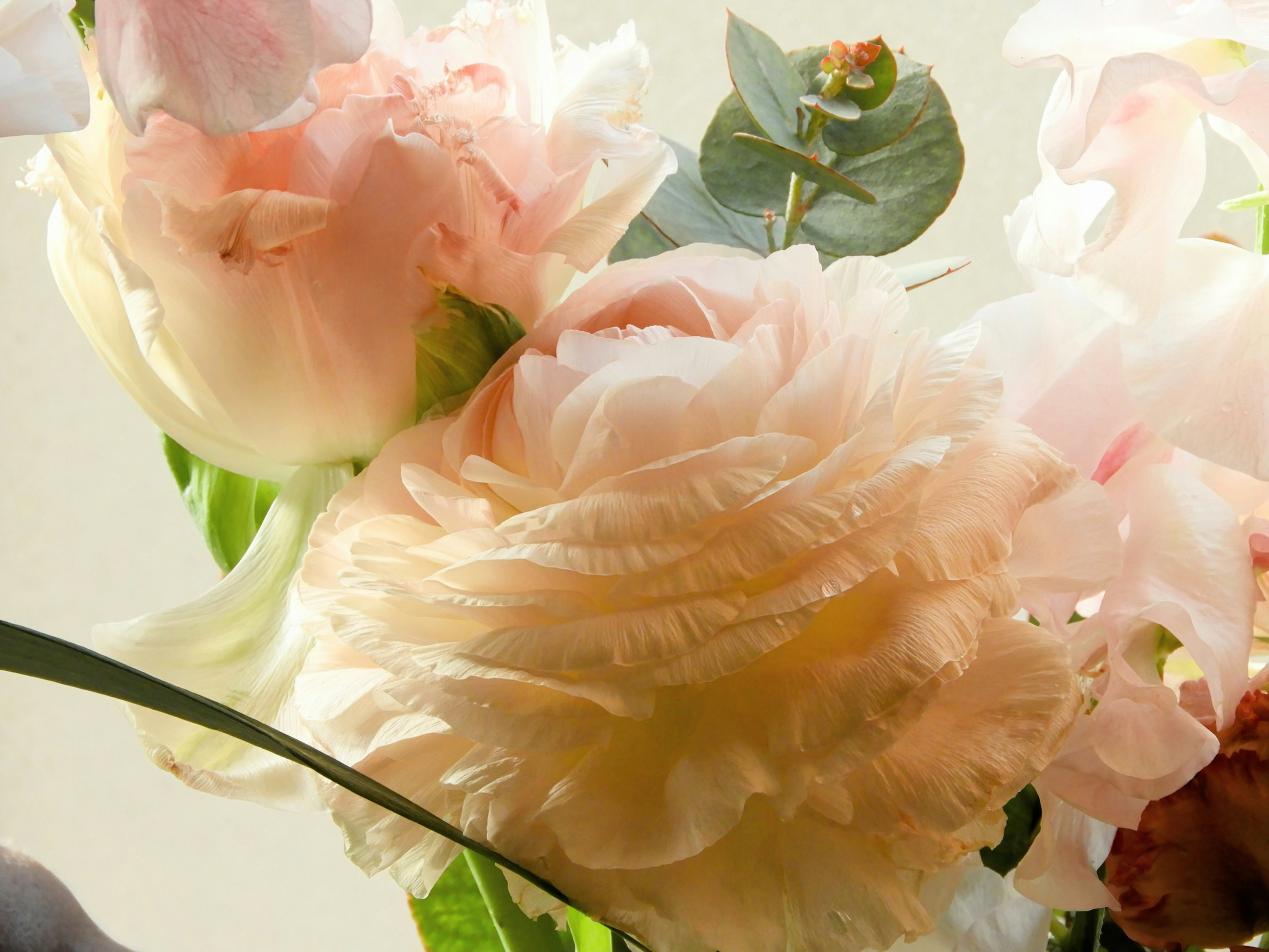 淡いピンクのバラの花びらが重なるクローズアップ