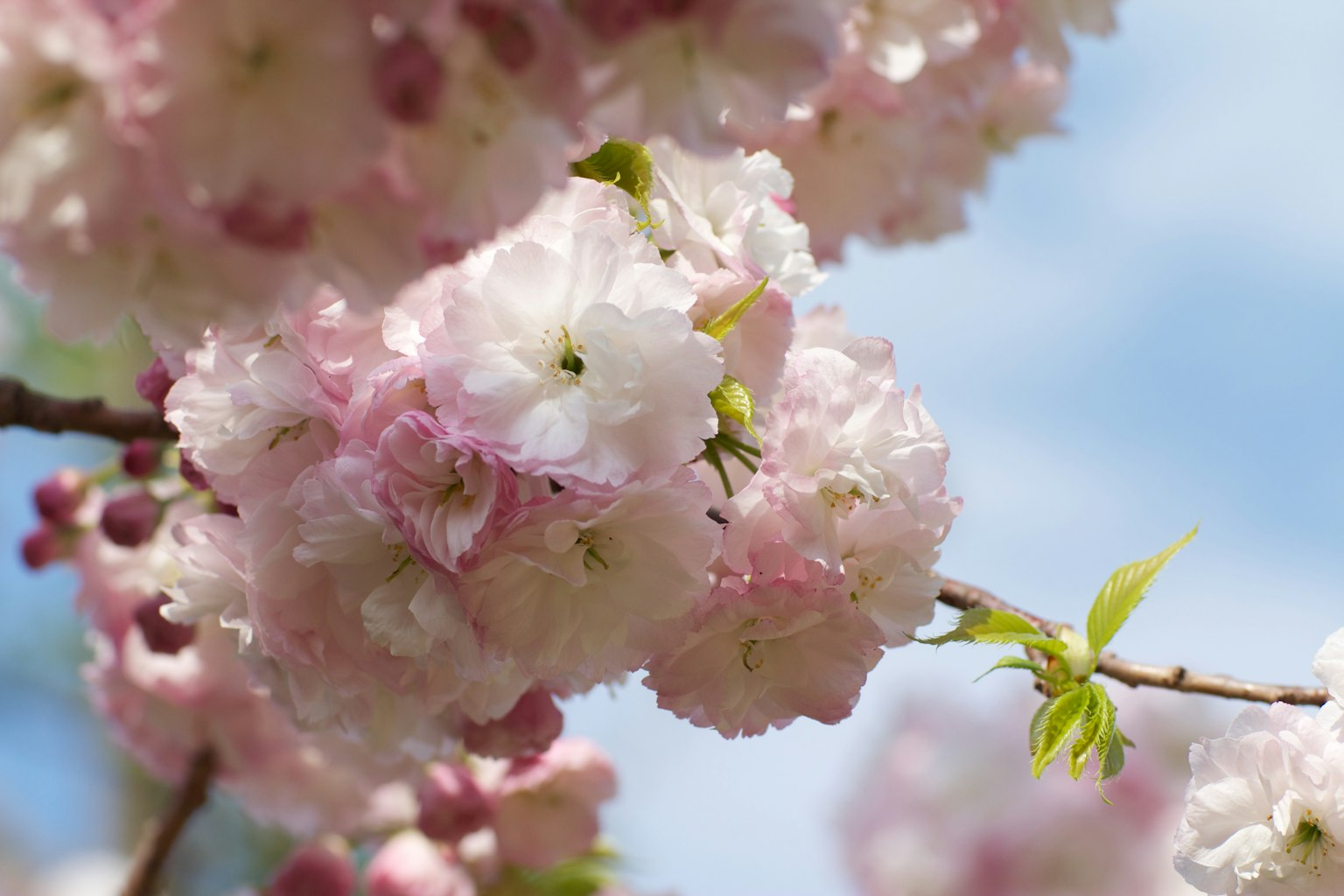 Kedekatan bunga sakura di cabang dengan latar belakang langit cerah