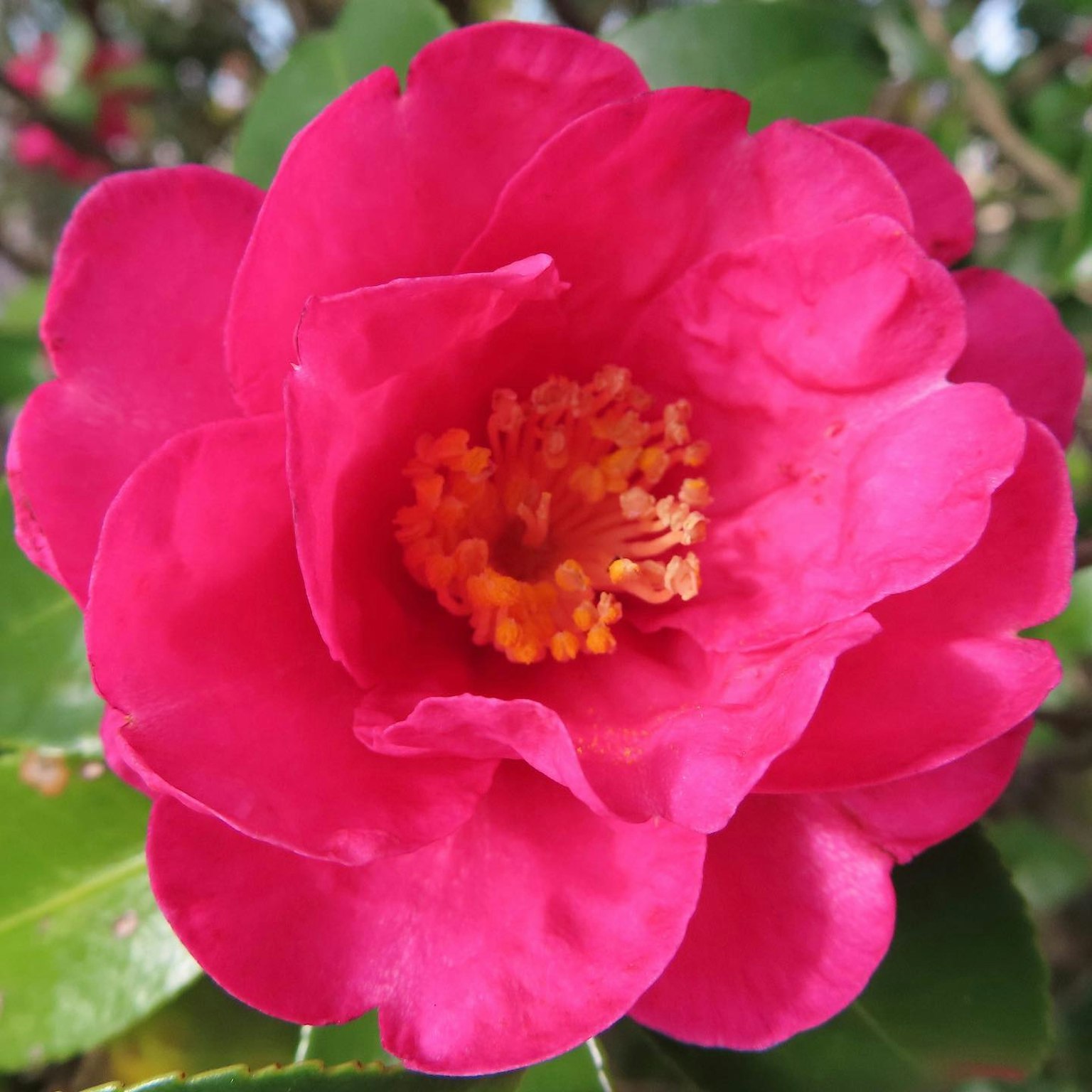 Una flor de camelia rosa vibrante con estambres naranjas prominentes en el centro