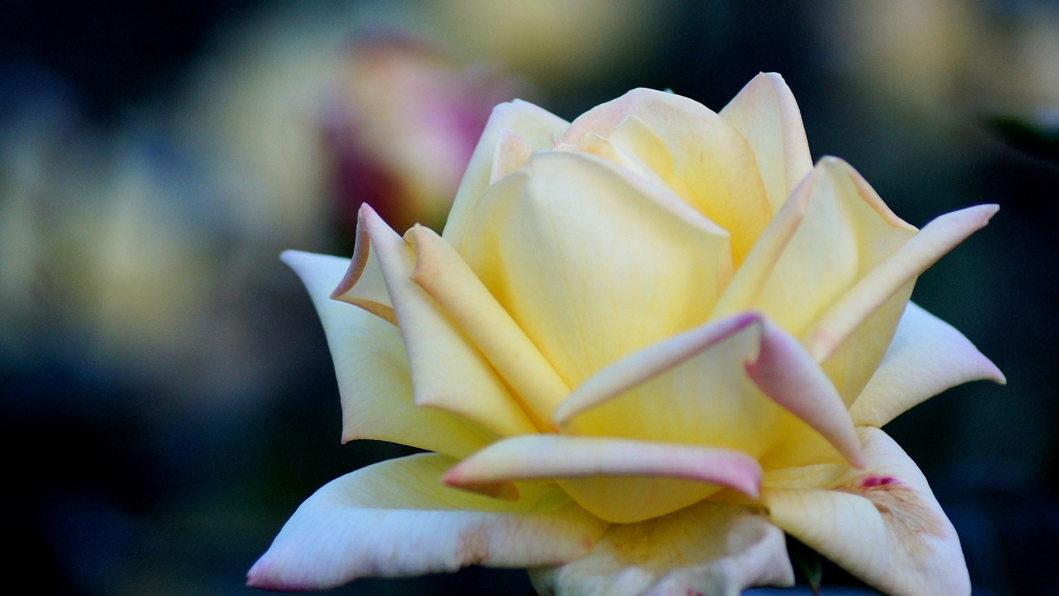 Soft yellow rose flower with delicate petals and elegant shape background is blurred