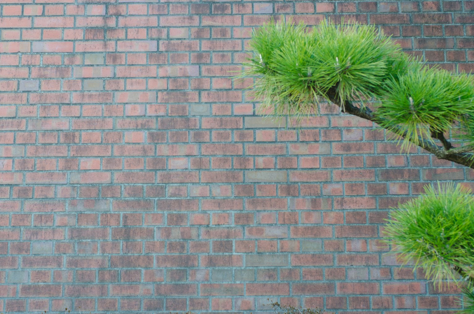 Branche de pin vert contre un mur en briques rouges