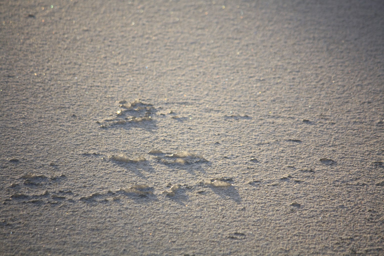 Traces d'animaux laissées sur la plage de sable