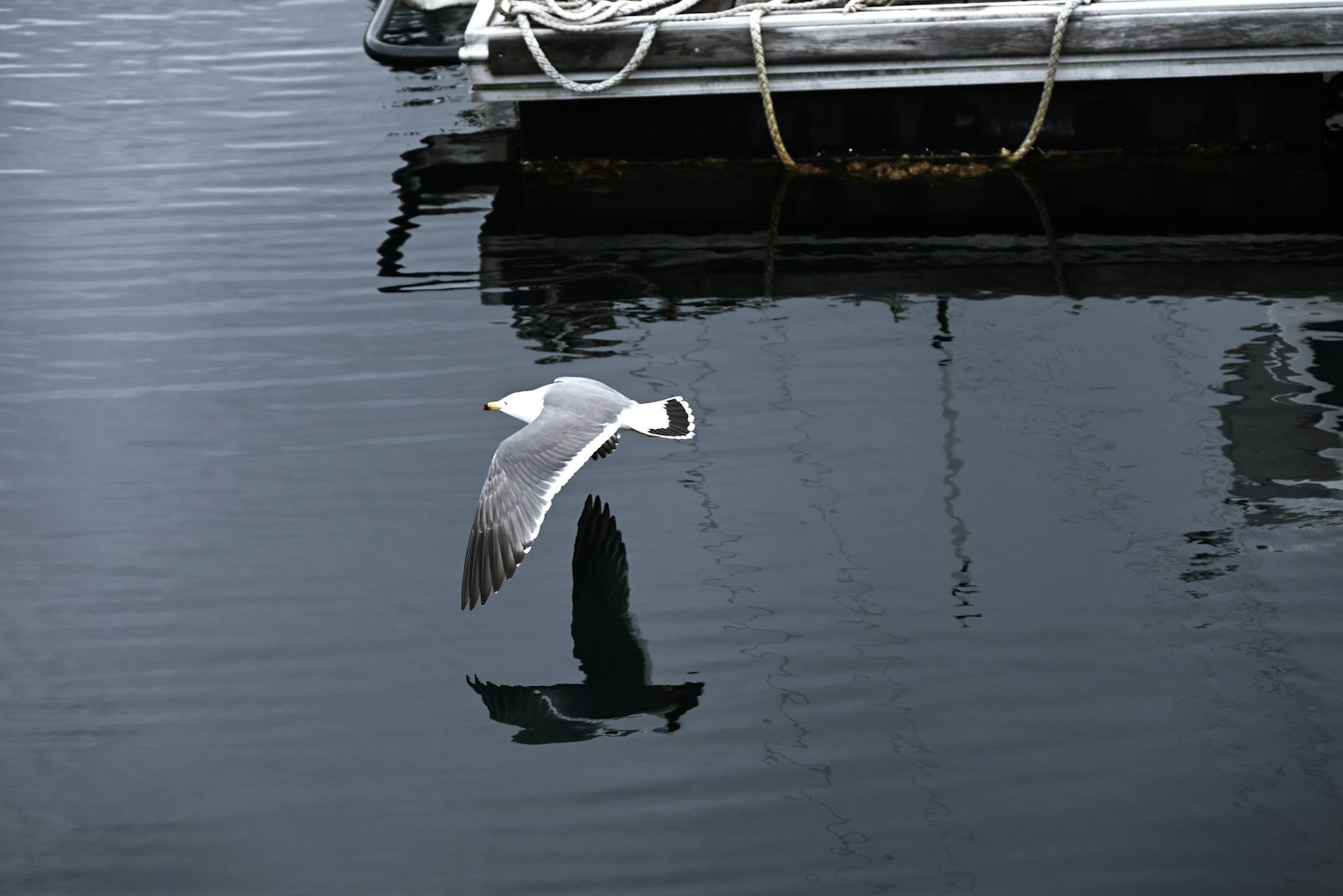 Ein weißer Vogel fliegt über Wasser und spiegelt eine ruhige Hafenlandschaft wider