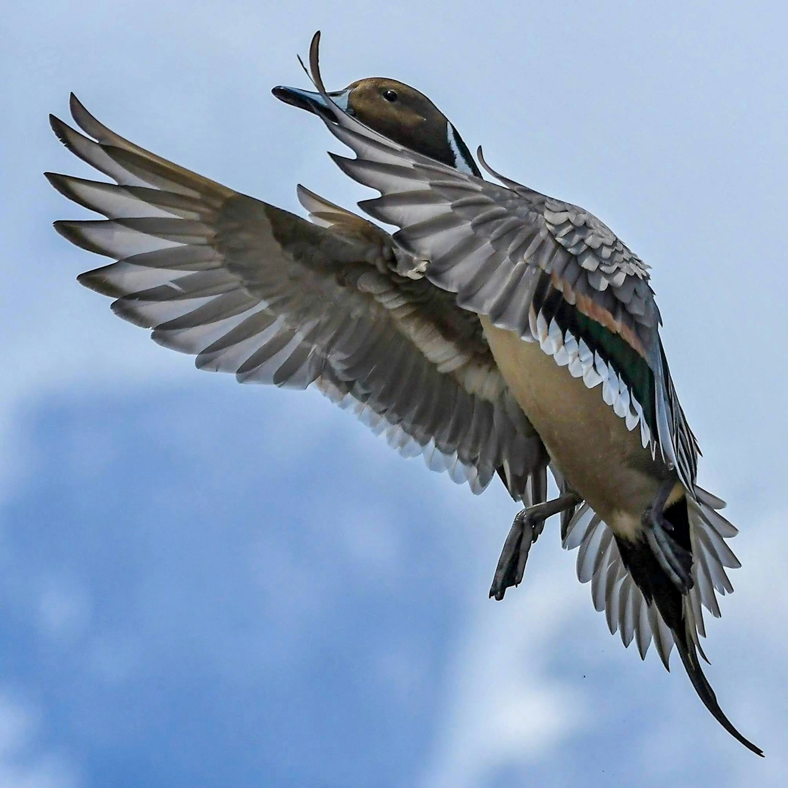 Seekor burung yang terbang dengan sayap terbentang